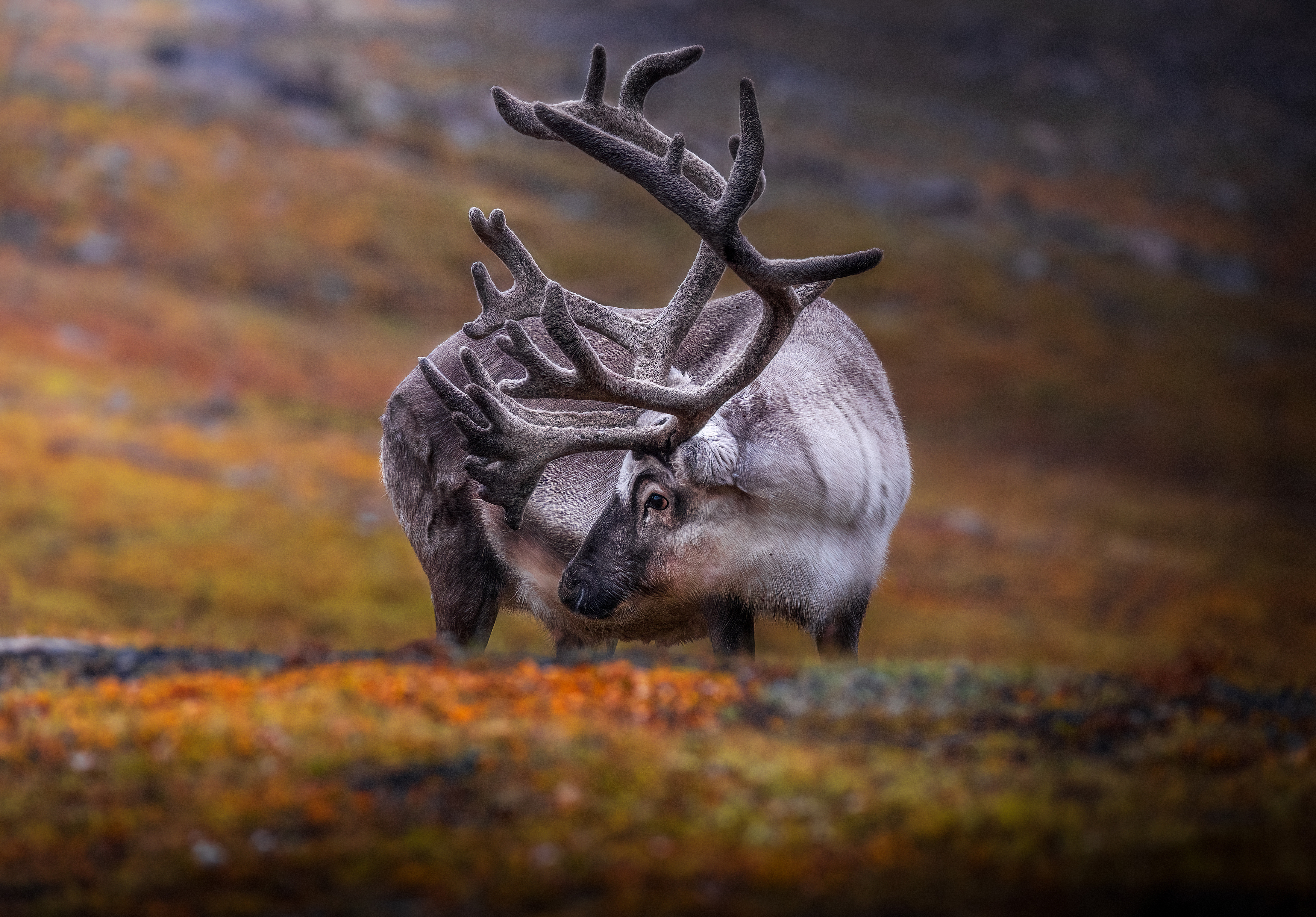 Deer, svalbard, norway, travel, Lukas Trixl