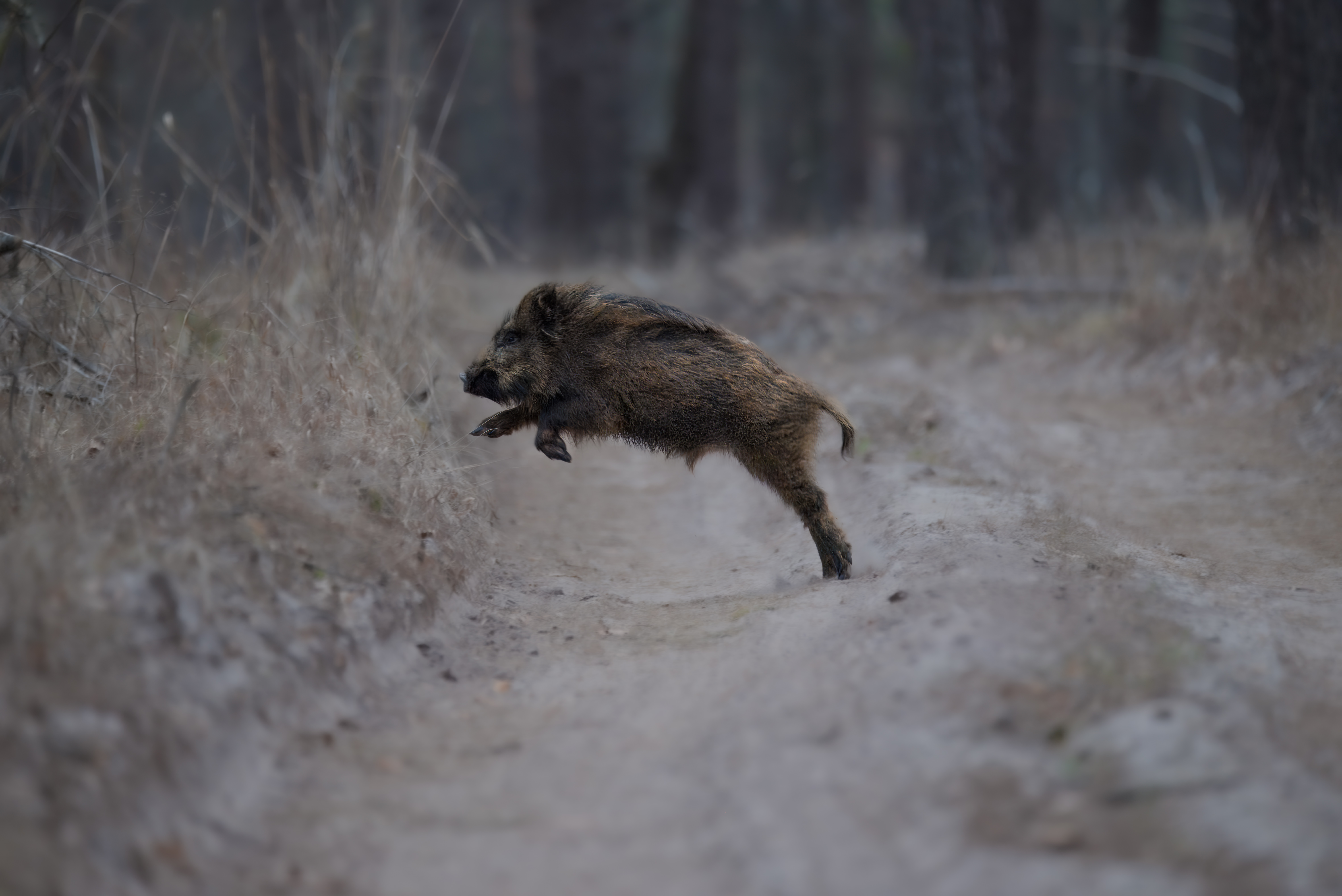 кабан, лес, поход, природа, boar, forest, nature, naturephotografy, nikon, nikonrussia, никон, Сергей Немцев
