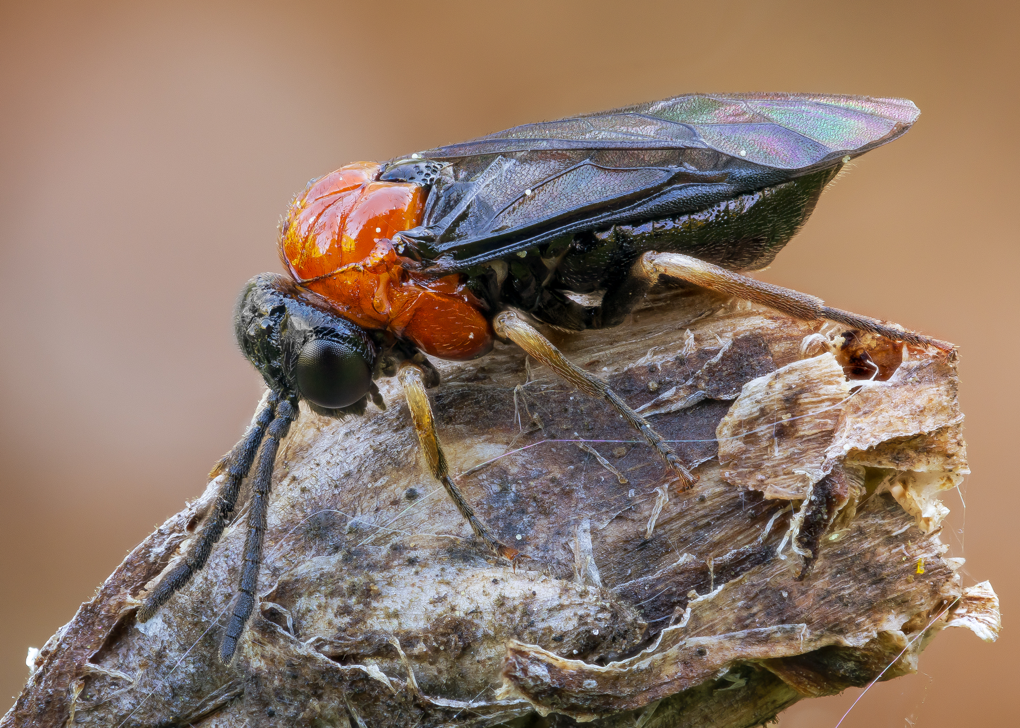 , Кузнецов Дмитрий