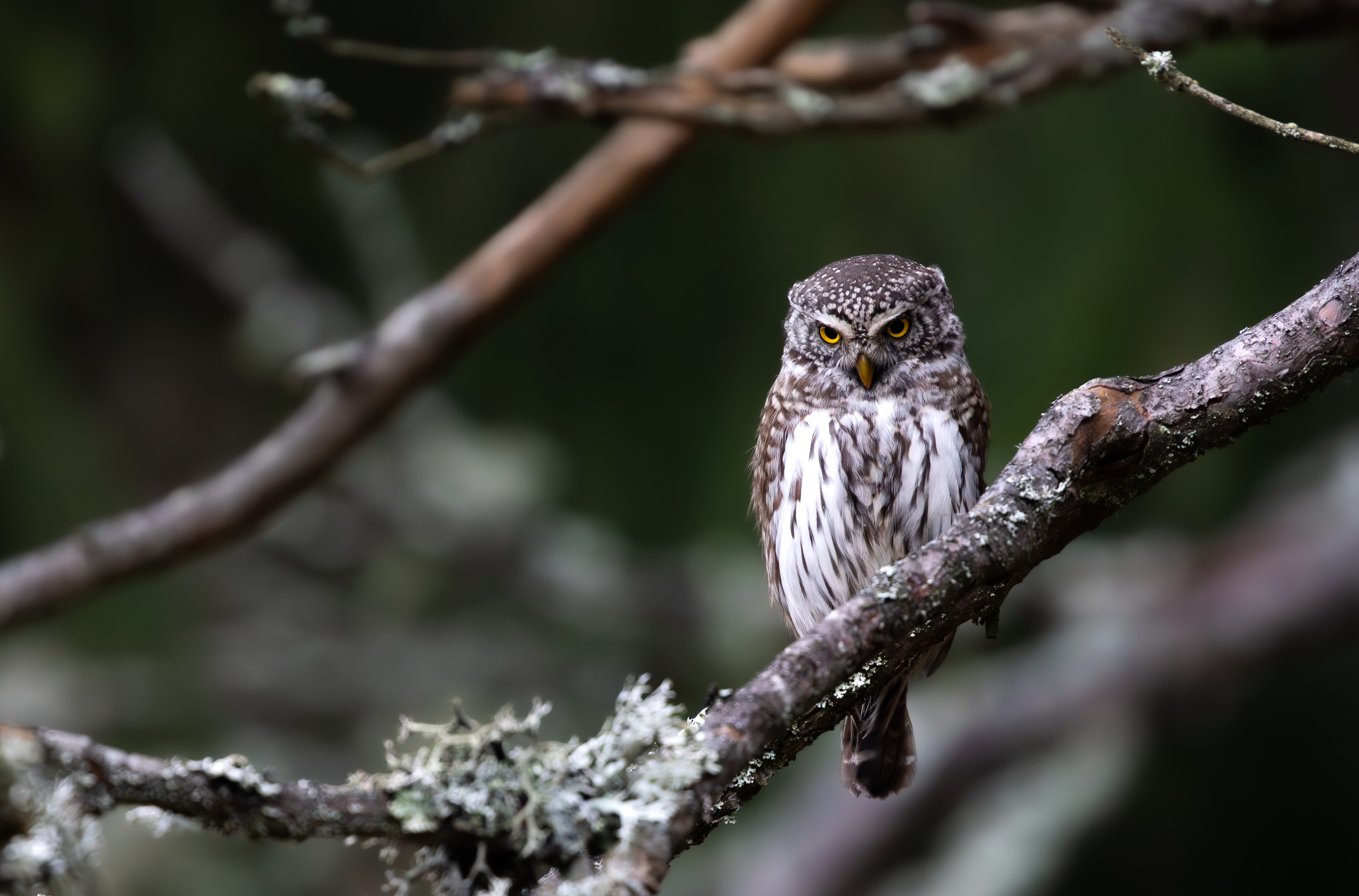 , Веревченко Михаил