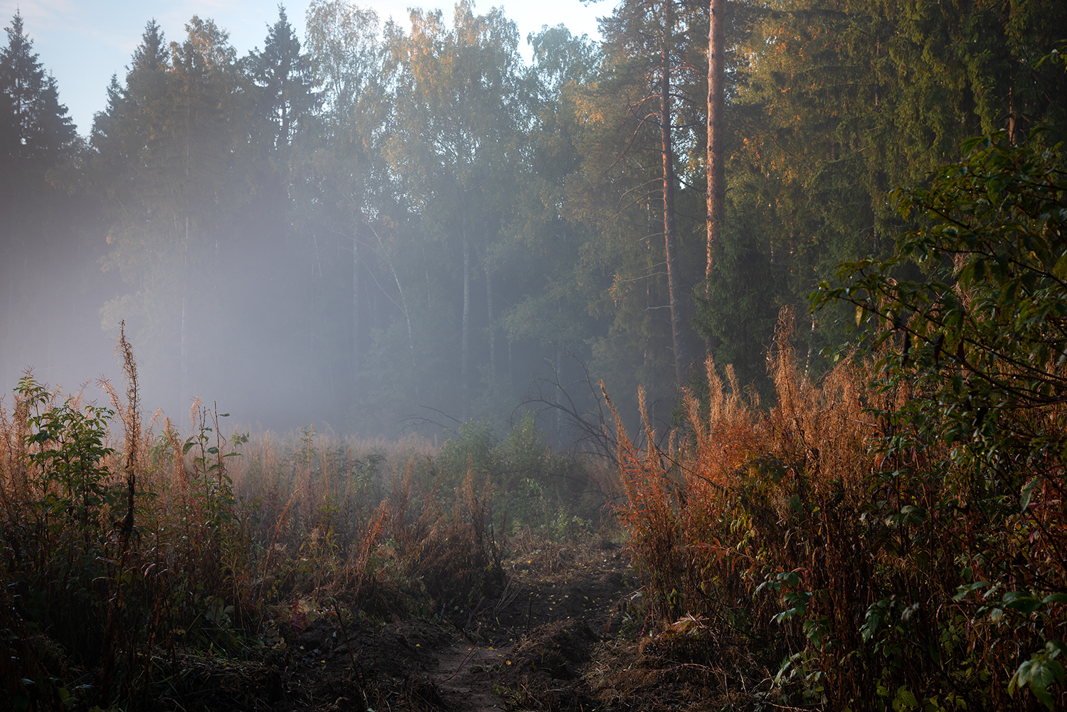 , Дмитрий Асеев