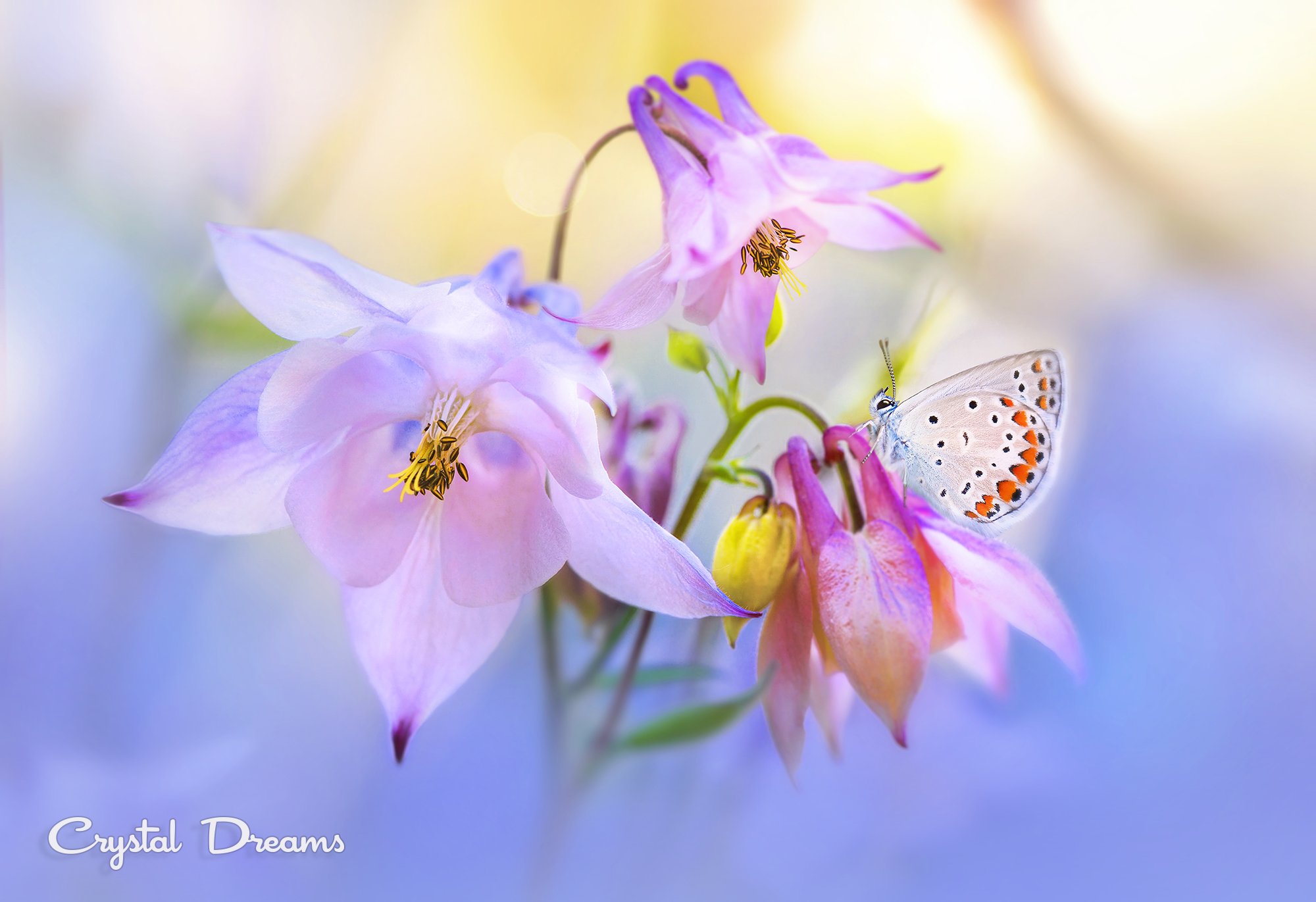 Art, Butterfly, Crystal Deams, Day, In color, Light, Macro, Nature, Tatiana Krylova, Татьяна Крылова