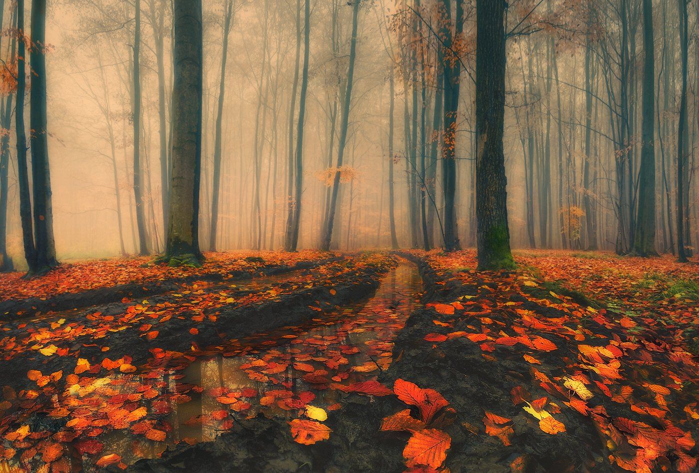 дорога, лес, листопад, осень, туман, Владимир