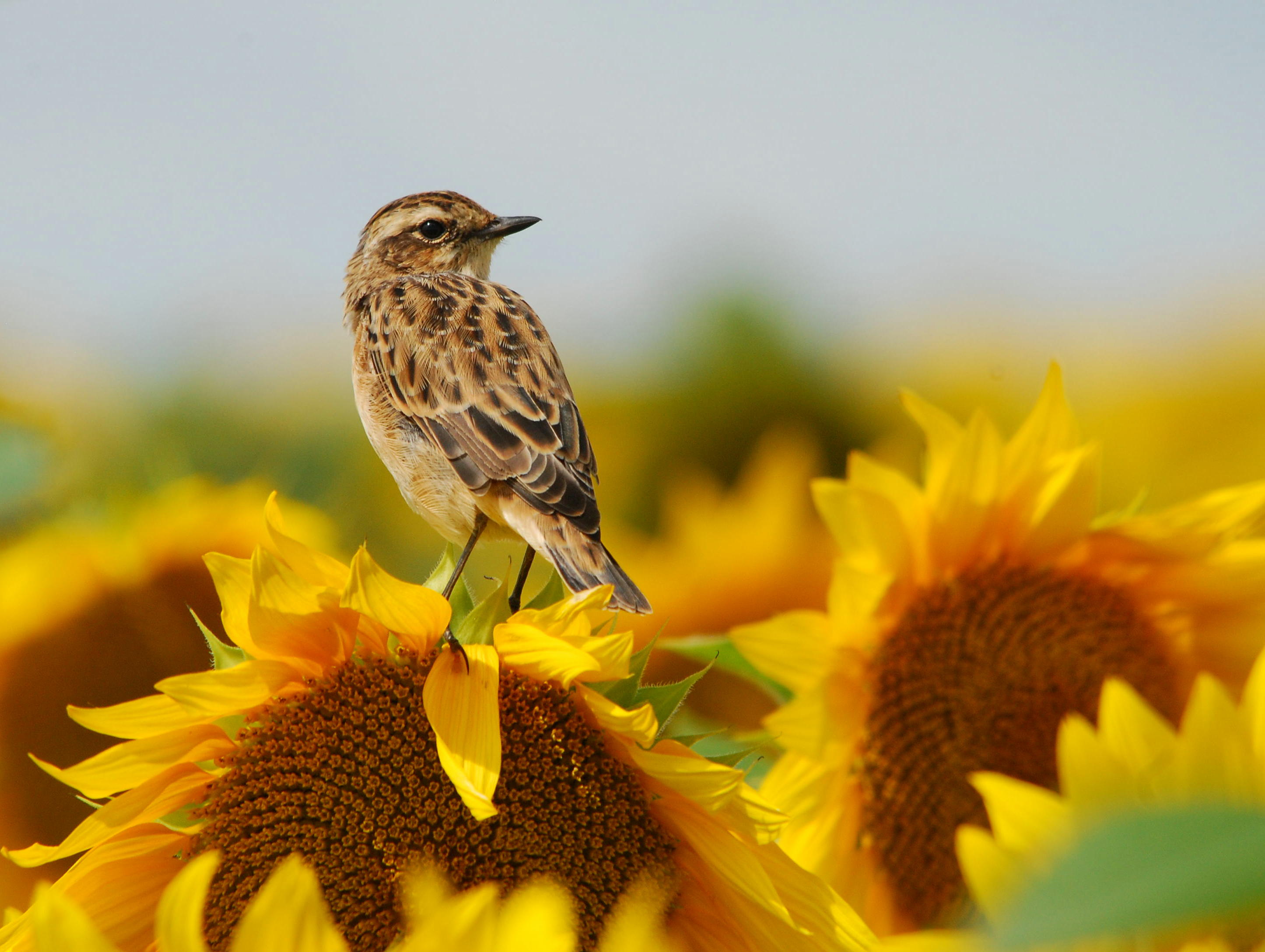 Птицы ульяновской области фото и названия летом