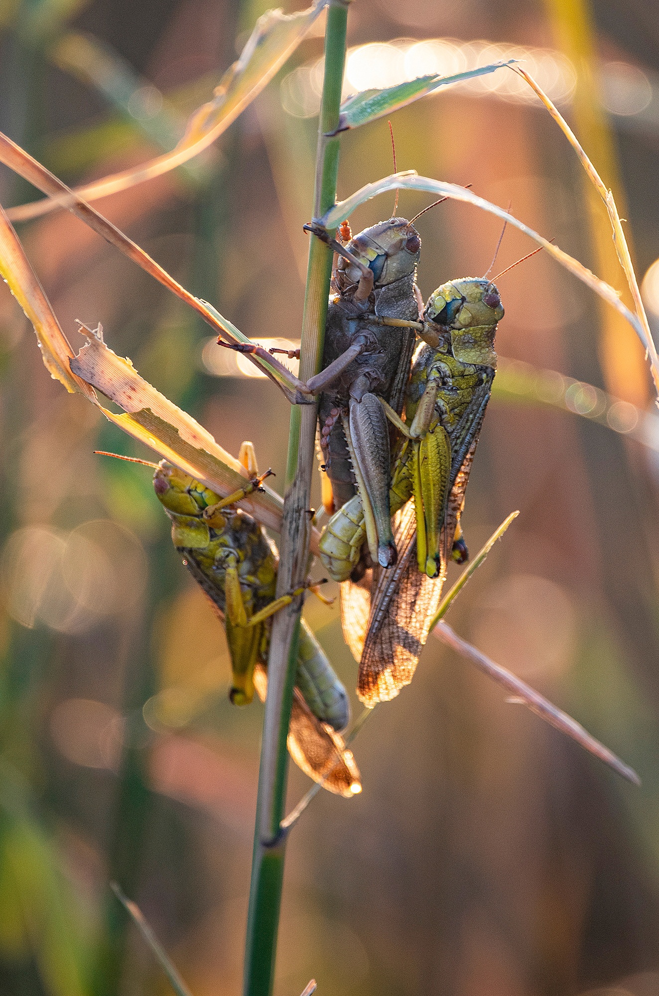 саранча, Gurdina Lena