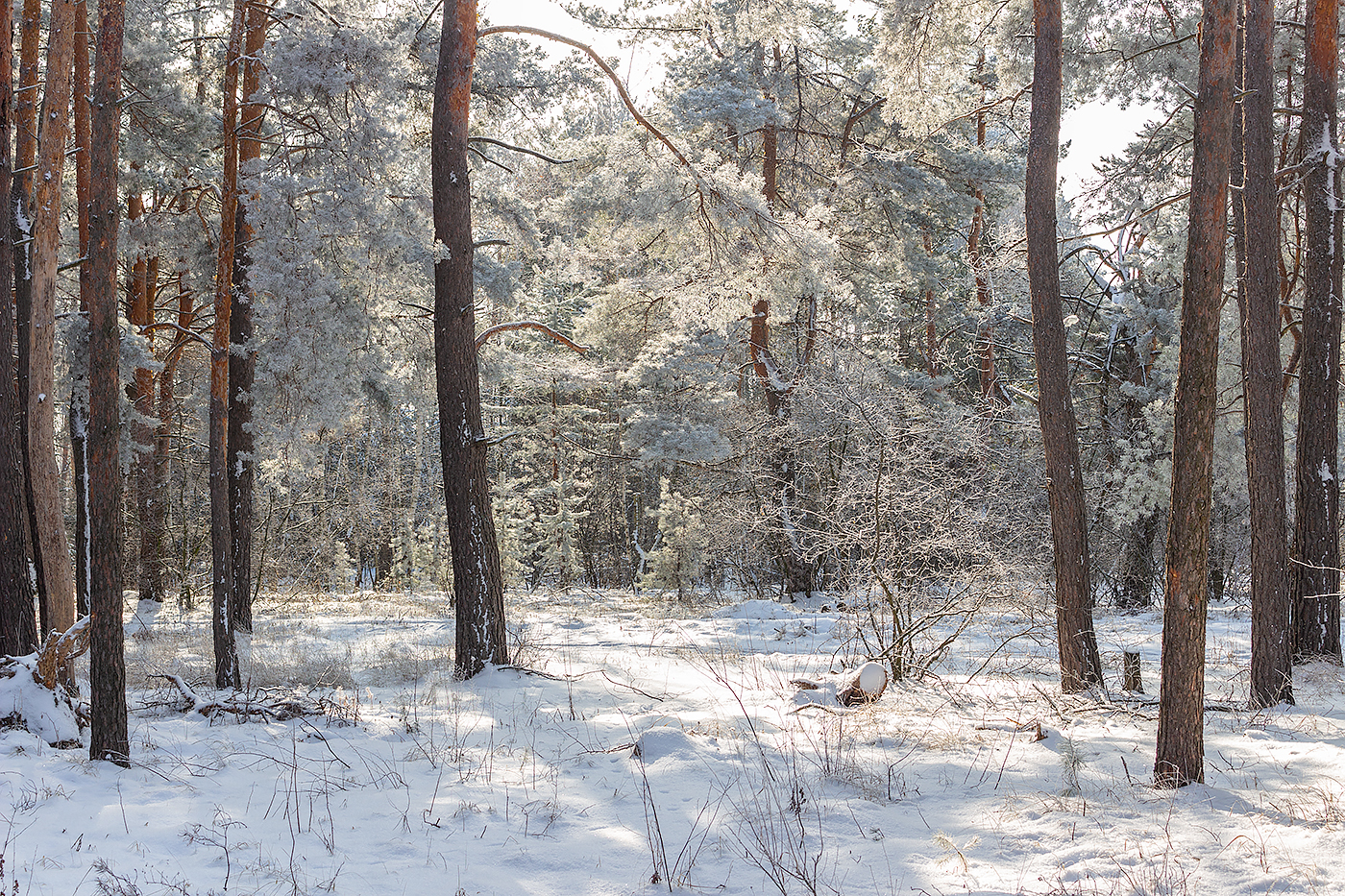 лес, деревья, зима, иней, природа, Востриков Руслан