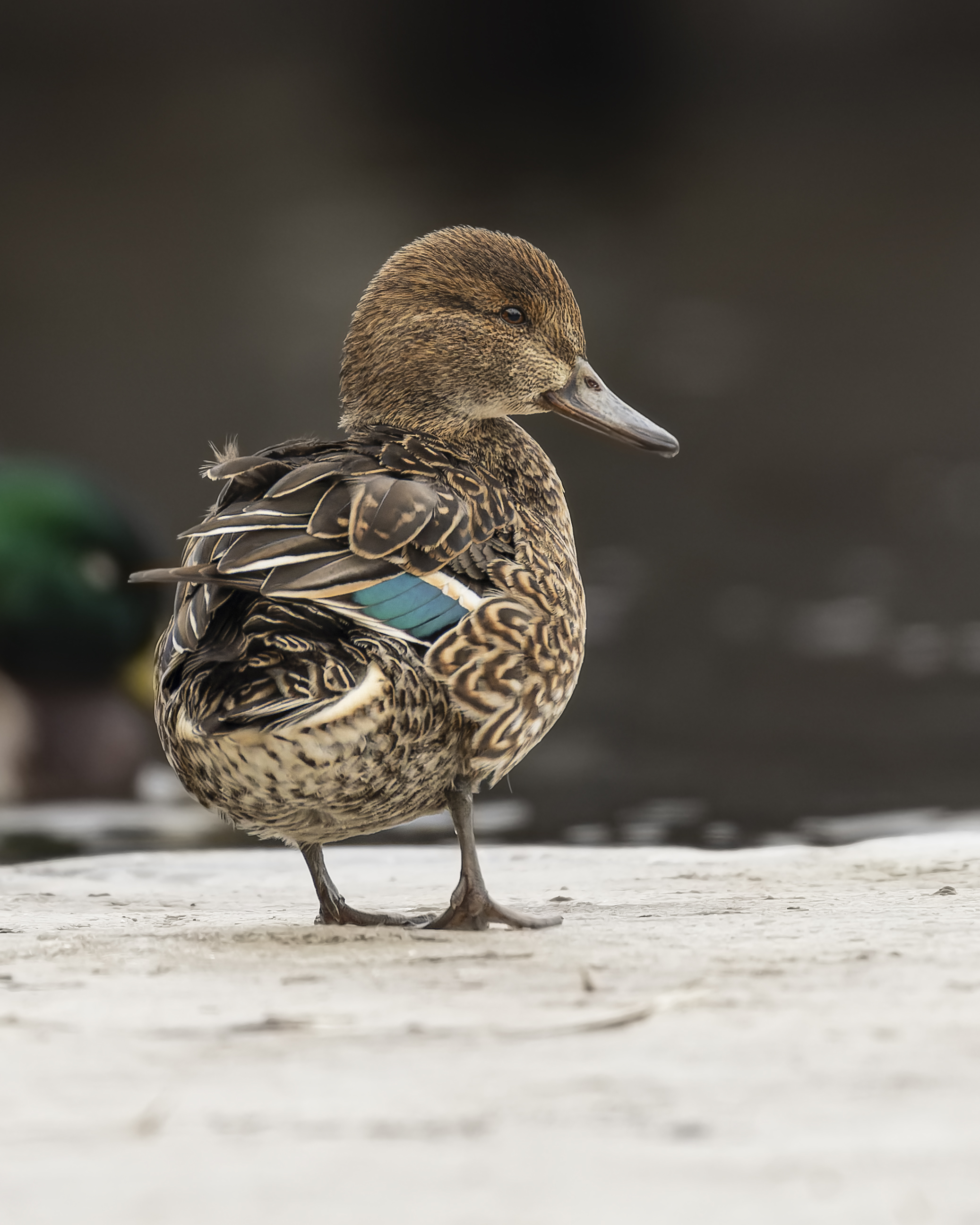 чирок-свистунок, утка, птицы, чирок, свистунок, Руслан Pl