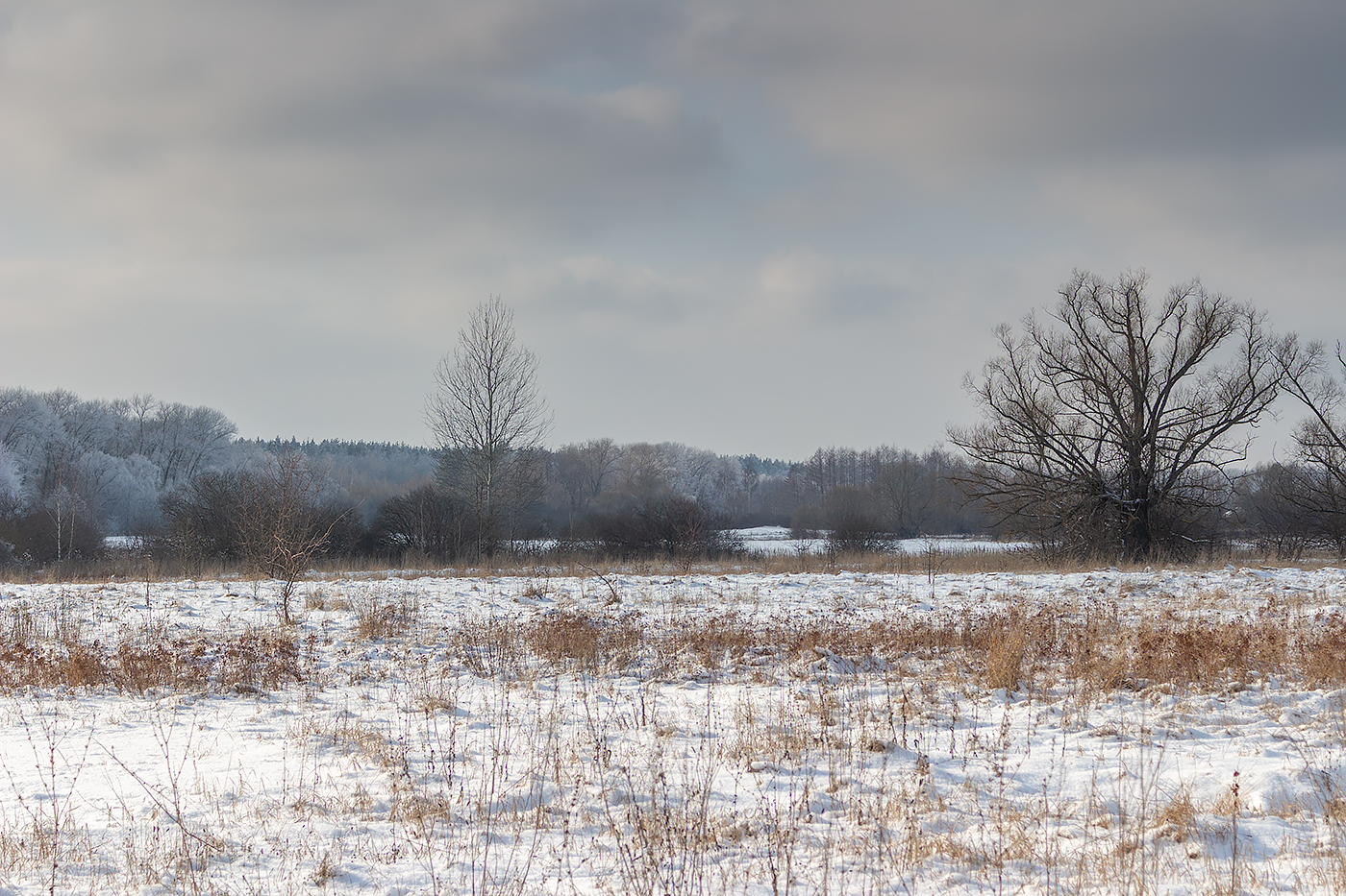 лес, деревья, зима, иней, природа, Востриков Руслан