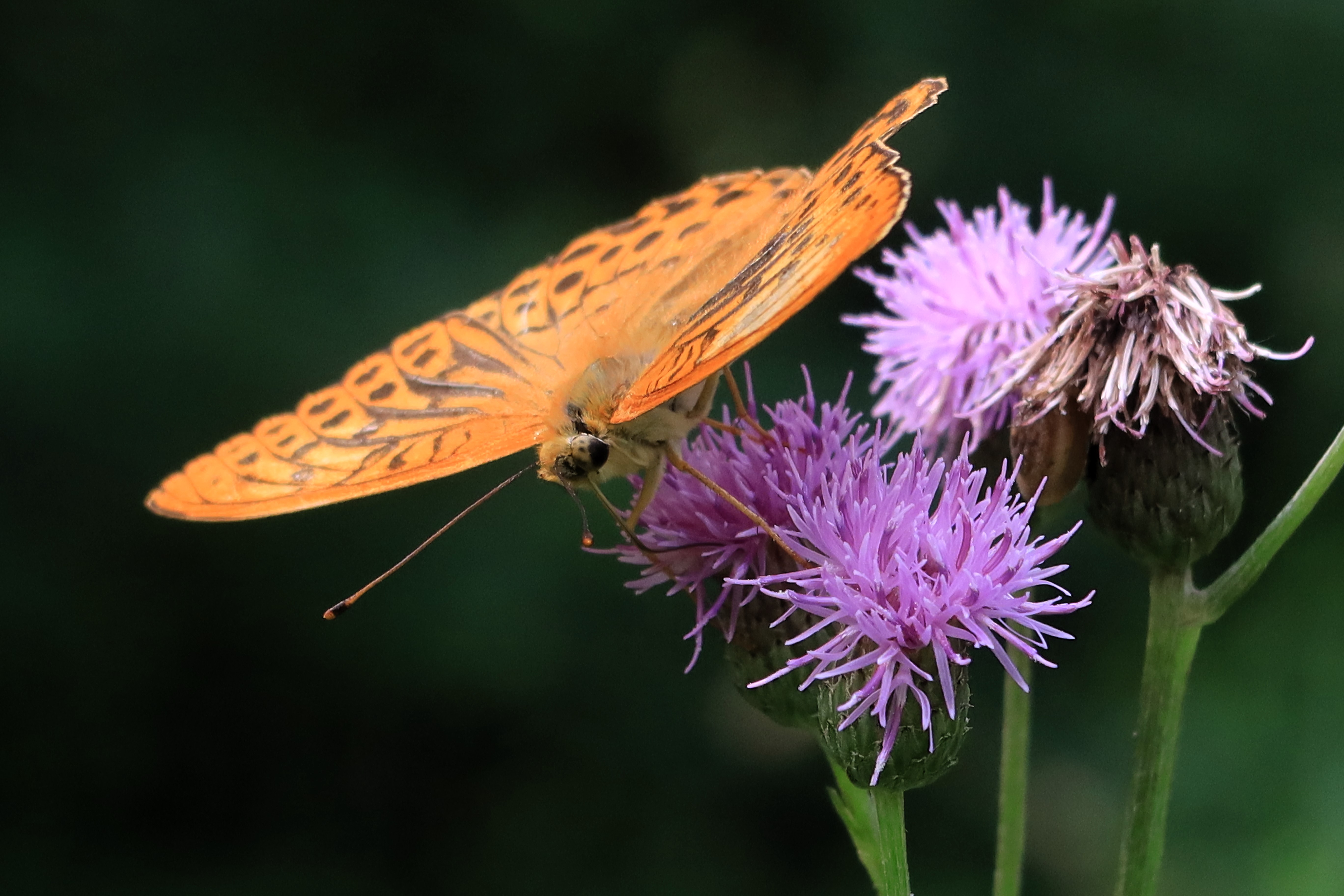 бабочка,цветок,чертополох, Козлова Галина