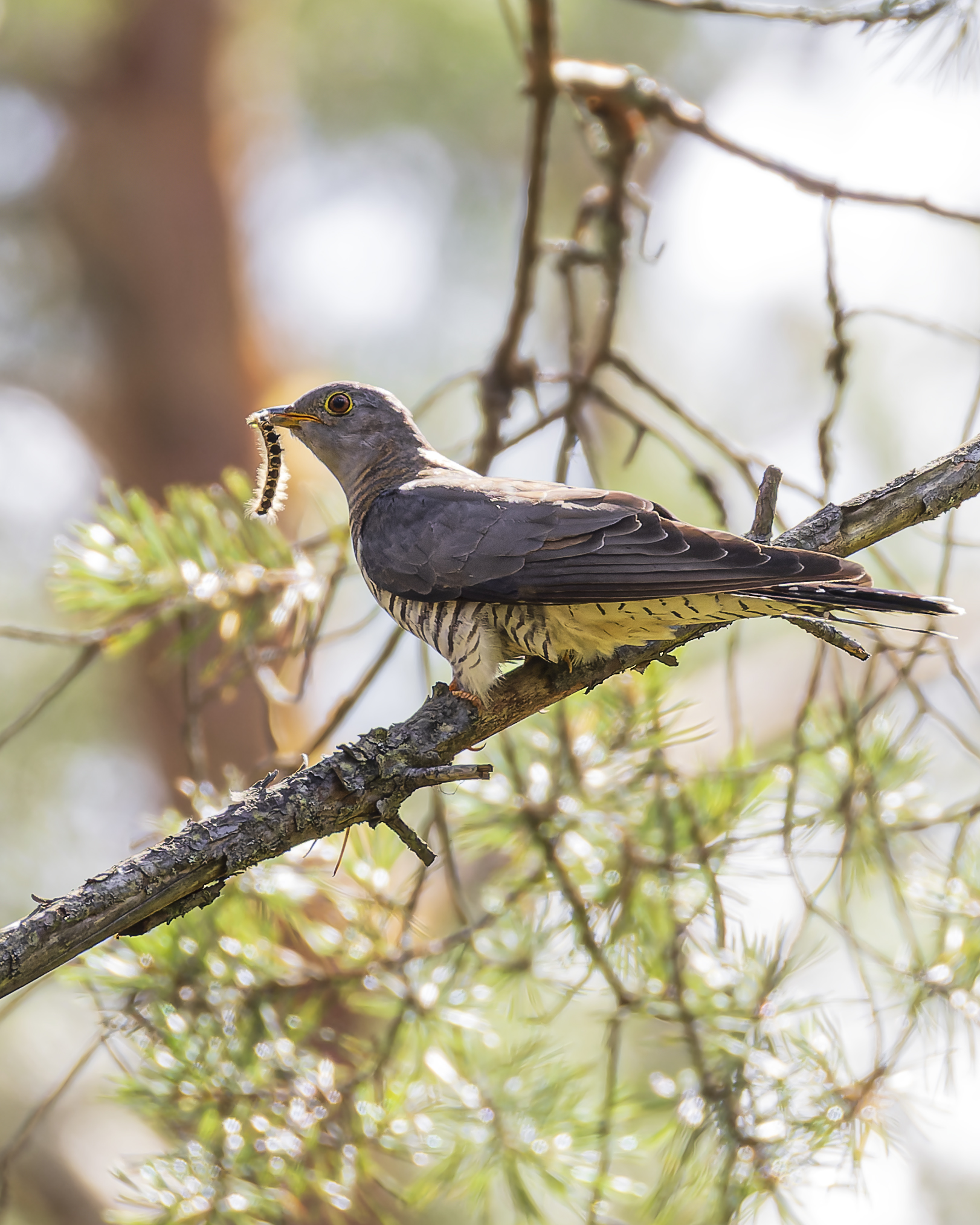 кукушка, птицы, Руслан Pl