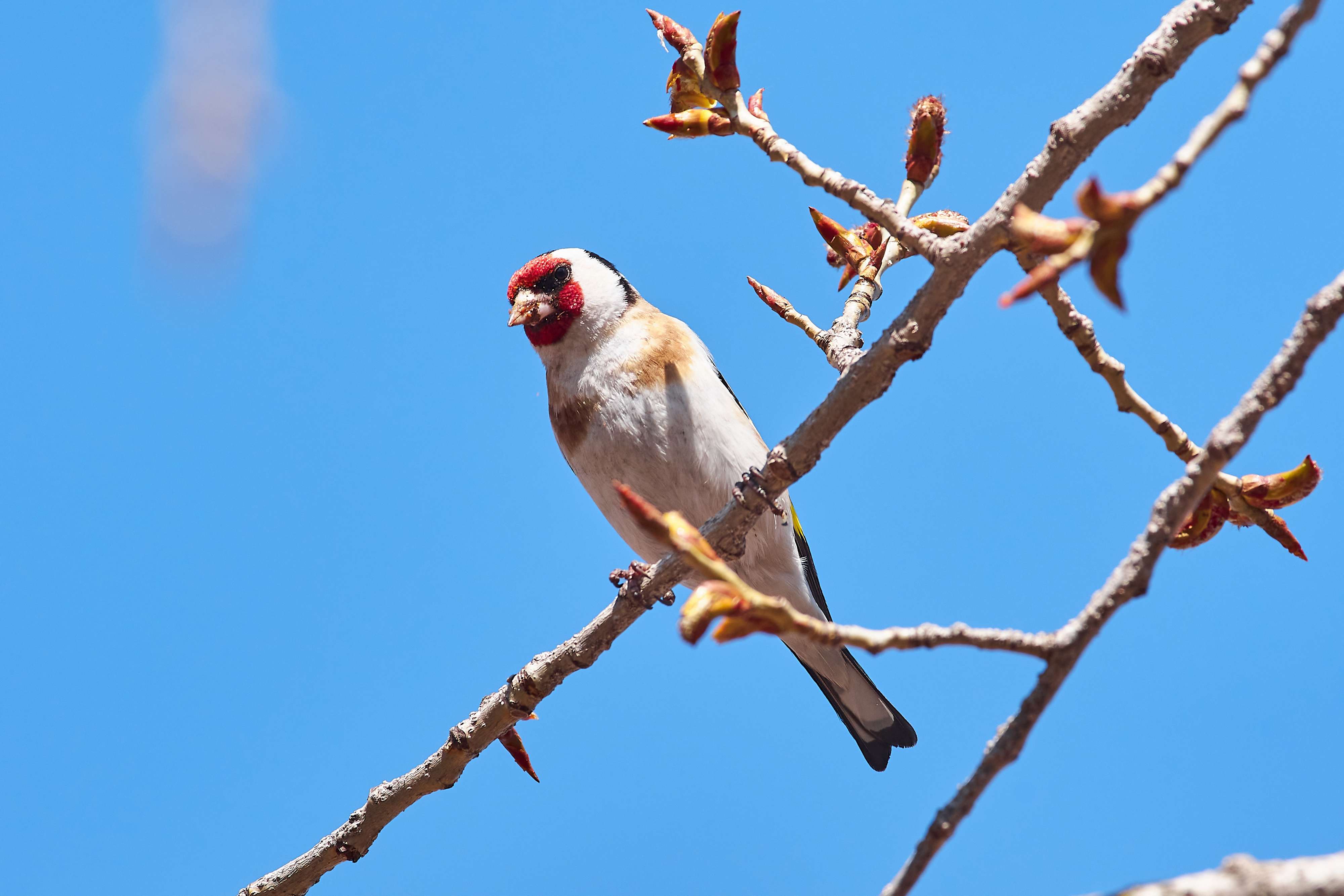 bird, birds, volgograd, russia, wildlife, , Павел Сторчилов