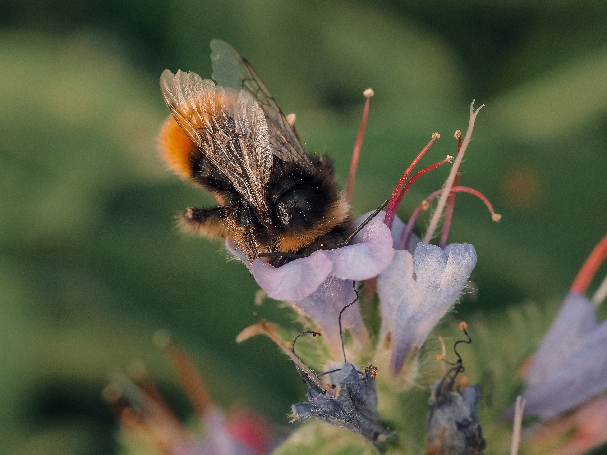 , Ирина Протченко