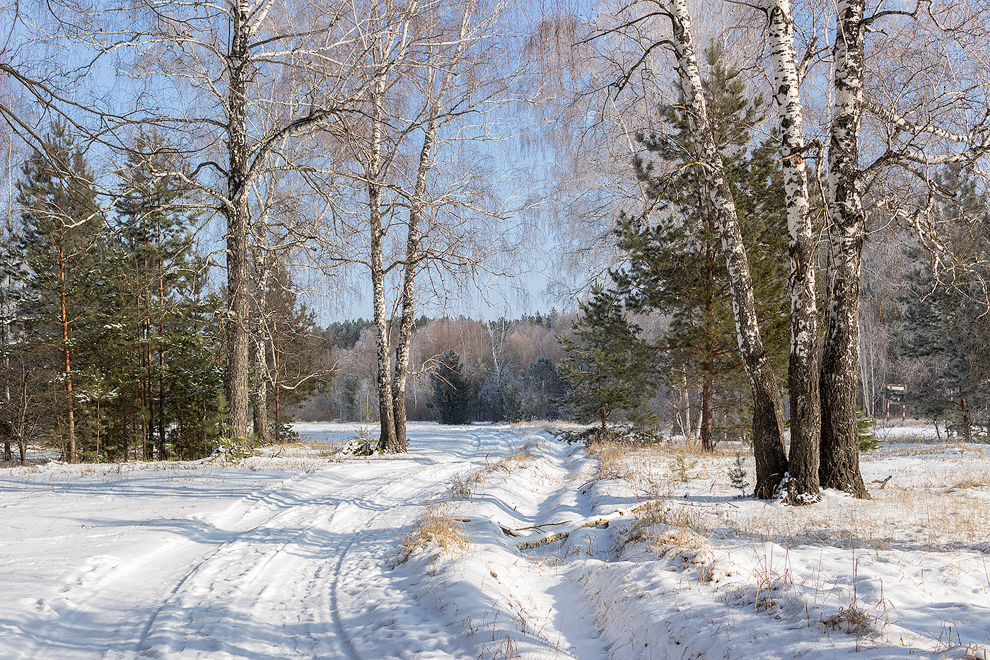 лес, деревья, зима, иней, природа, Востриков Руслан