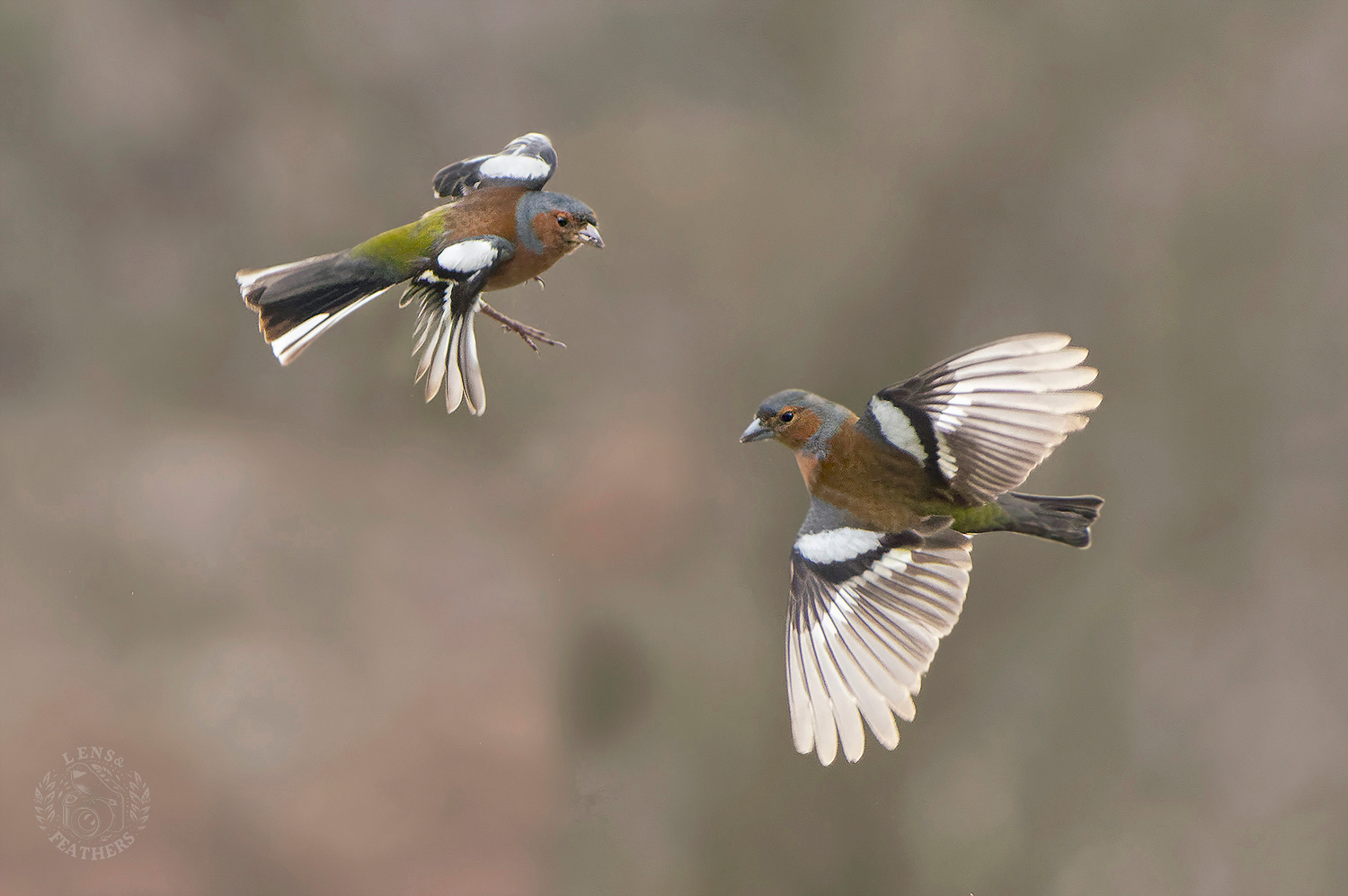 , Евгени Стефанов