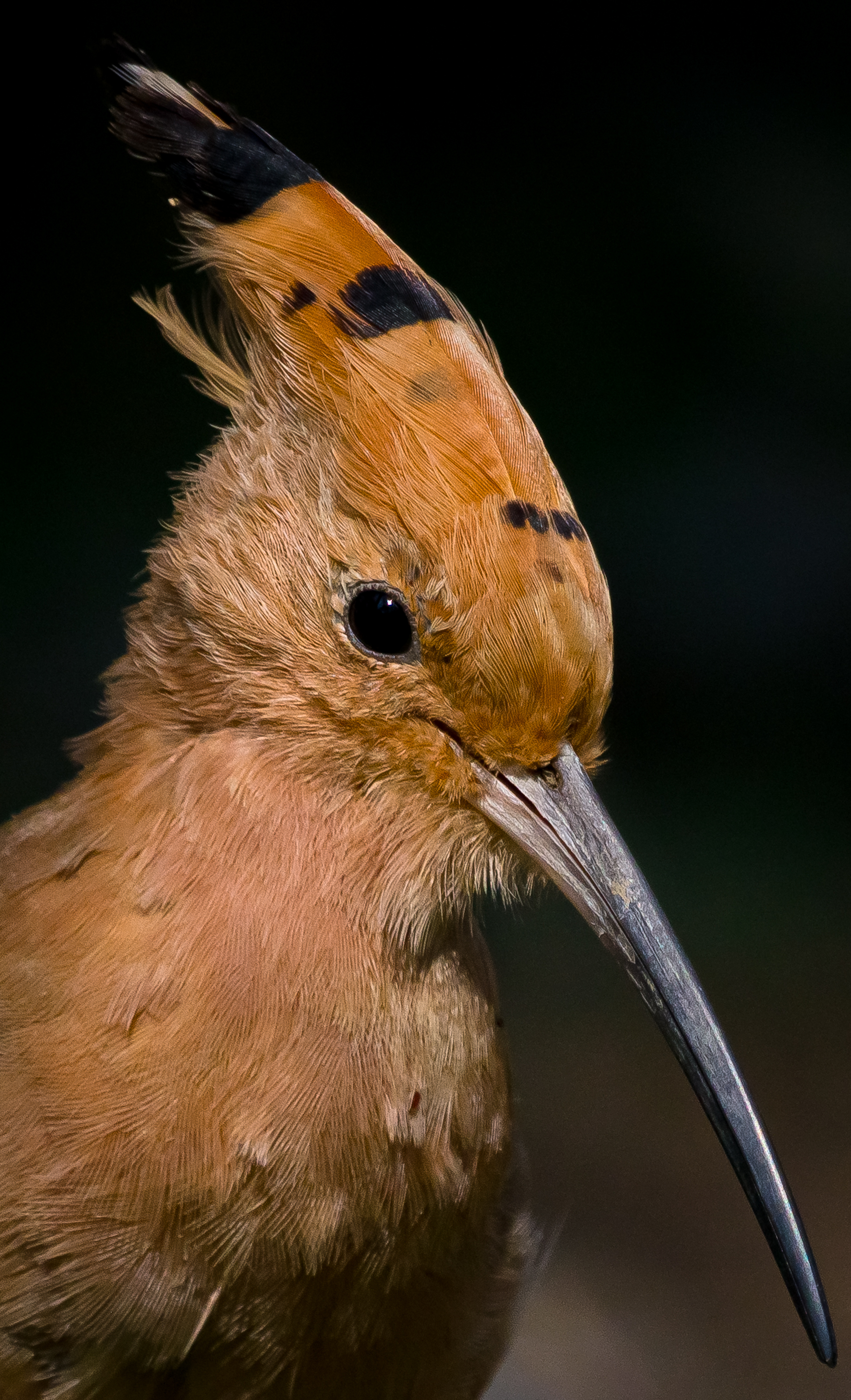 #bird #natgeo #photography #birdphotography #nature #beeeater #green #animal #wildlife #owlet, Shadab Ishtiyak