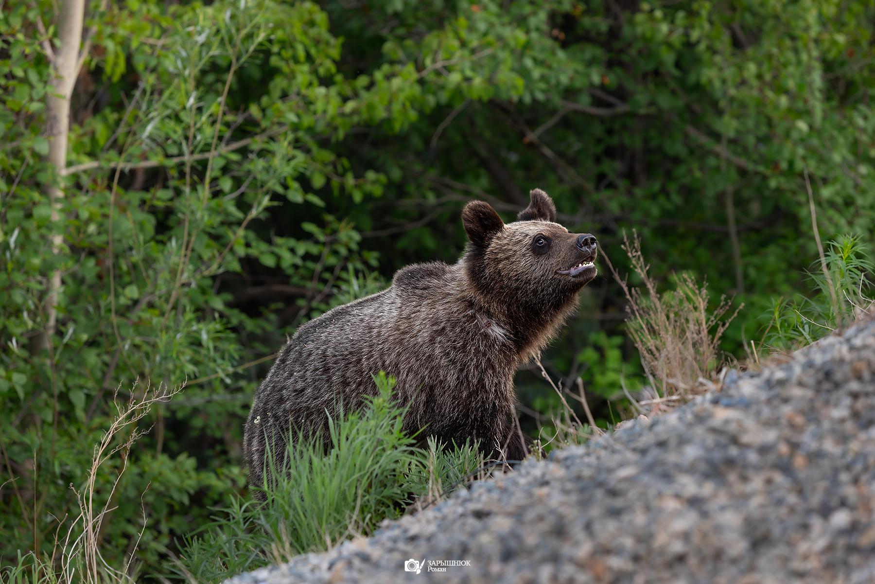 , Зарышнюк Роман
