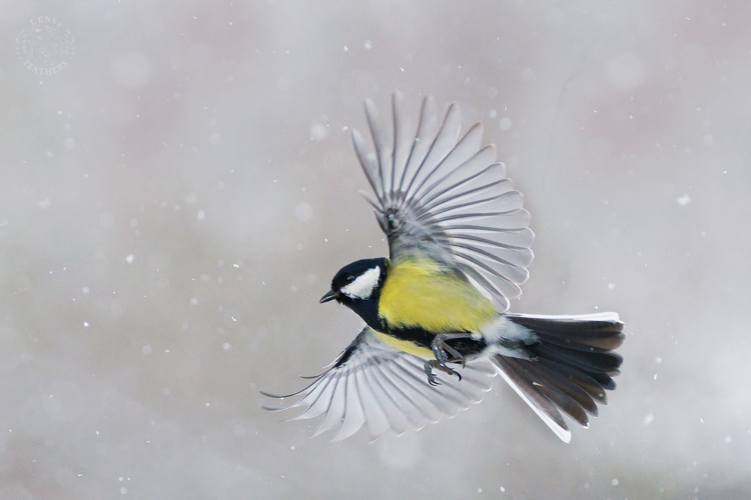 , Евгени Стефанов