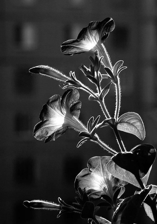 Город, цветы, окна домов, монохромное фото, Александр Кожухов