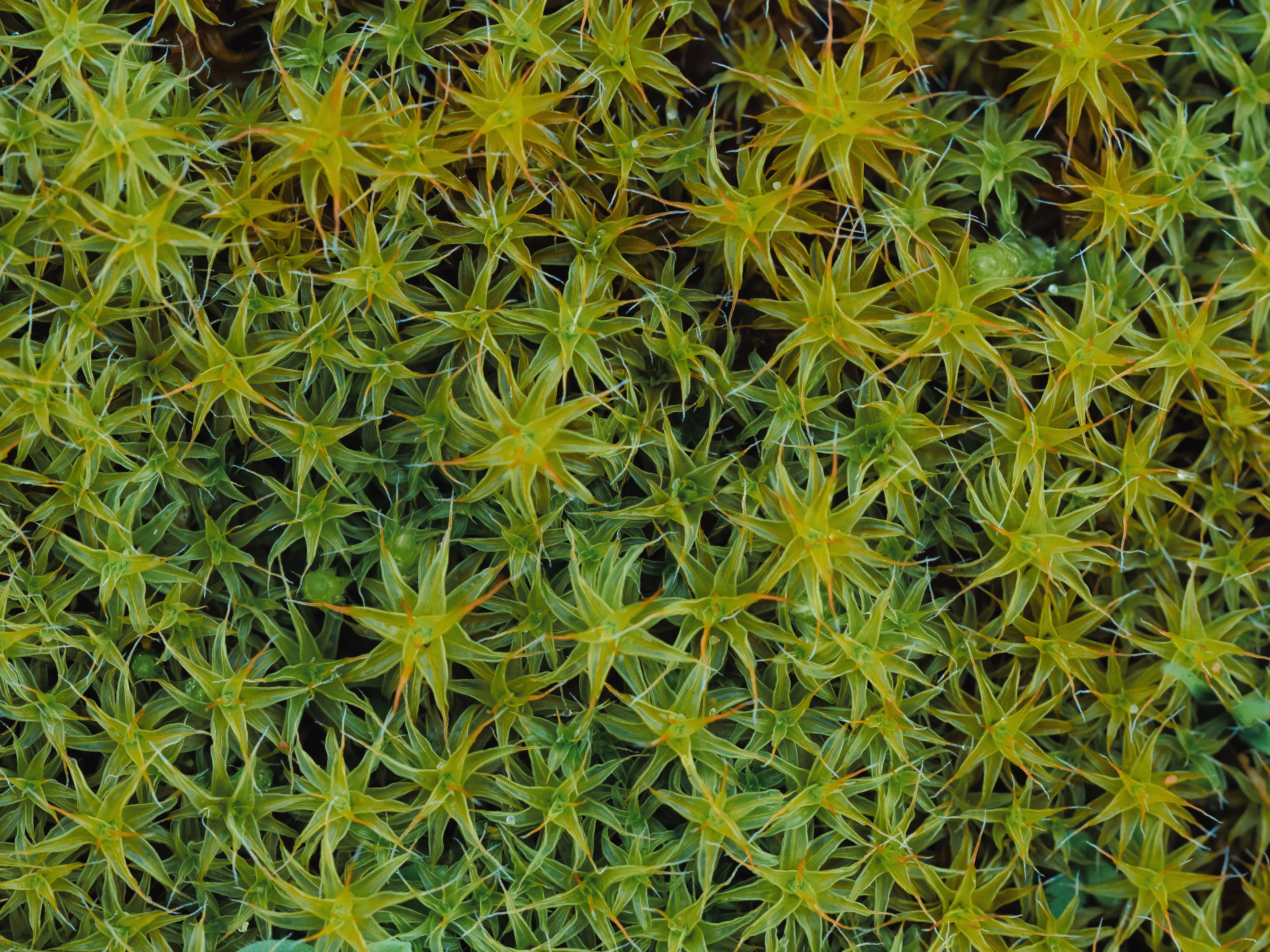 , Ирина Протченко