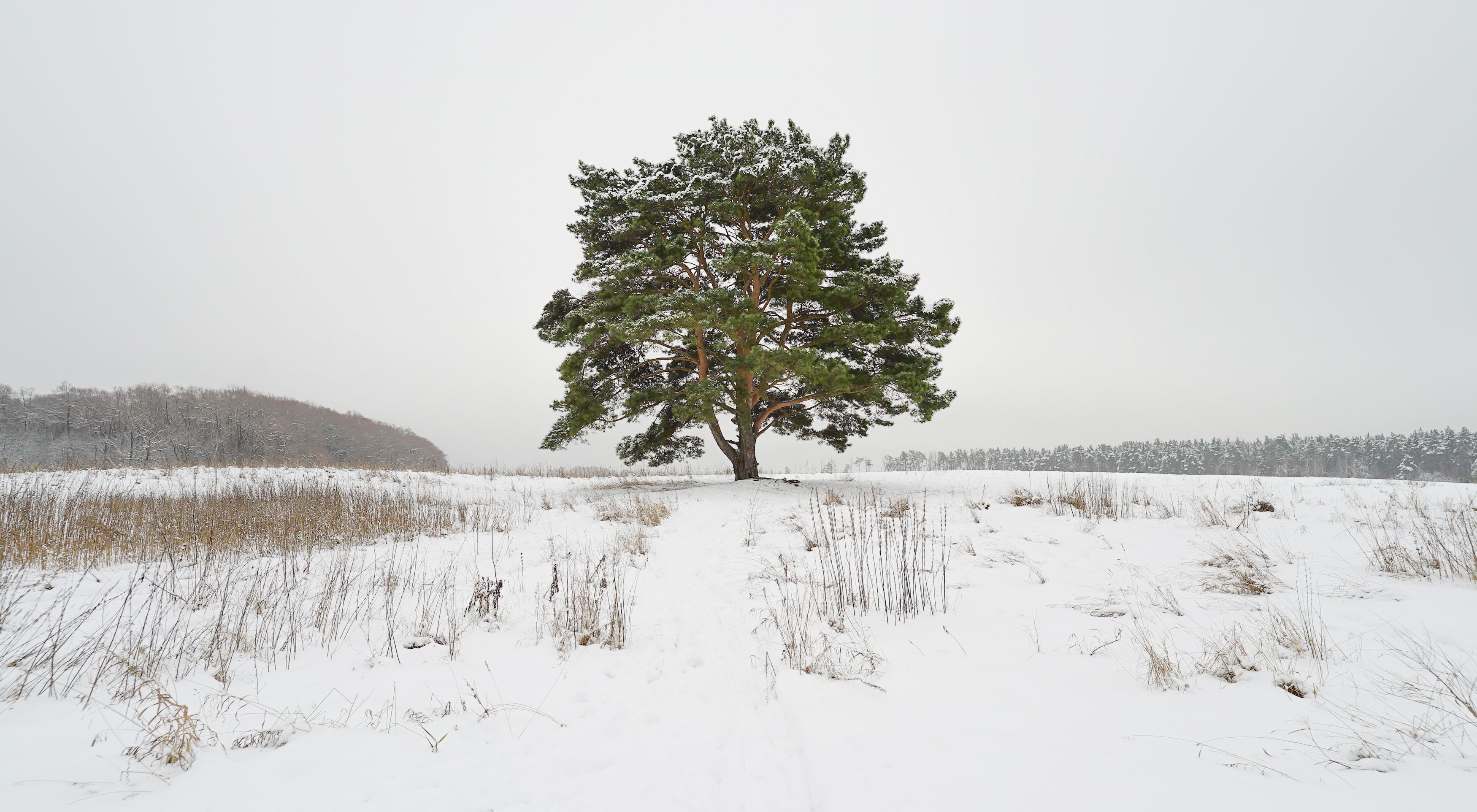 россия, московская область, красногорский район, лохин остров, одинокая сосна, Гаврилов Юрий