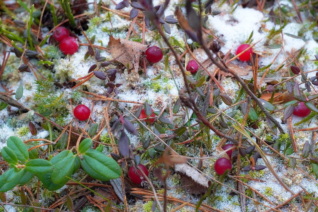 Клюква, зима, снег, мороз, лес, ягода, Бувин Юрий
