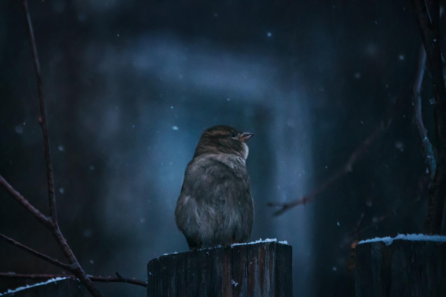 зима, вечер, снег, воробей, Алёна Сурнина