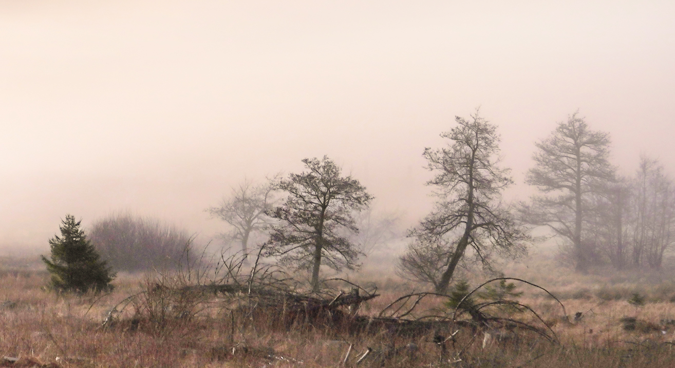 , Игорь Дубровский