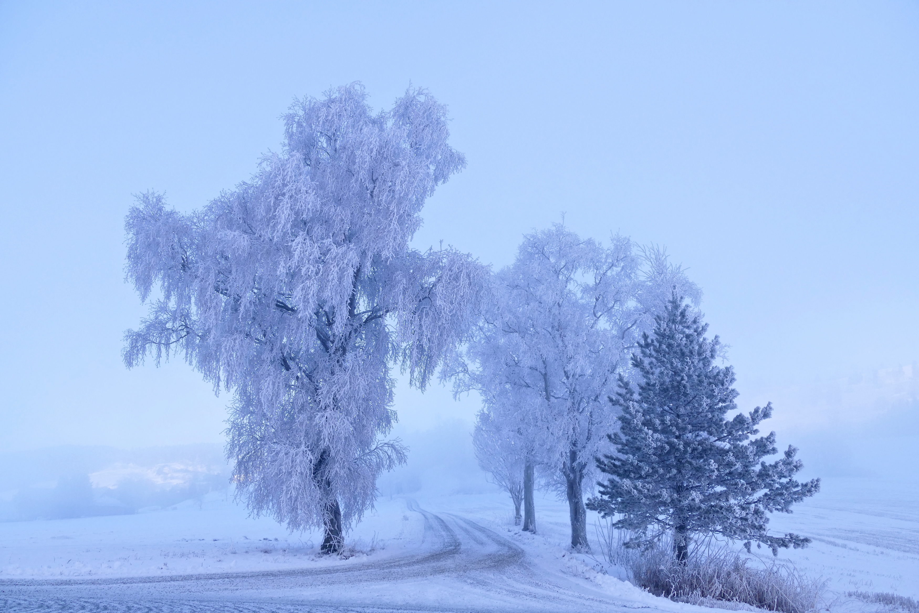 Landscapes, Norway, Winter, Frost, Trees, Mood, Mist, Road, , Svetlana Povarova Ree