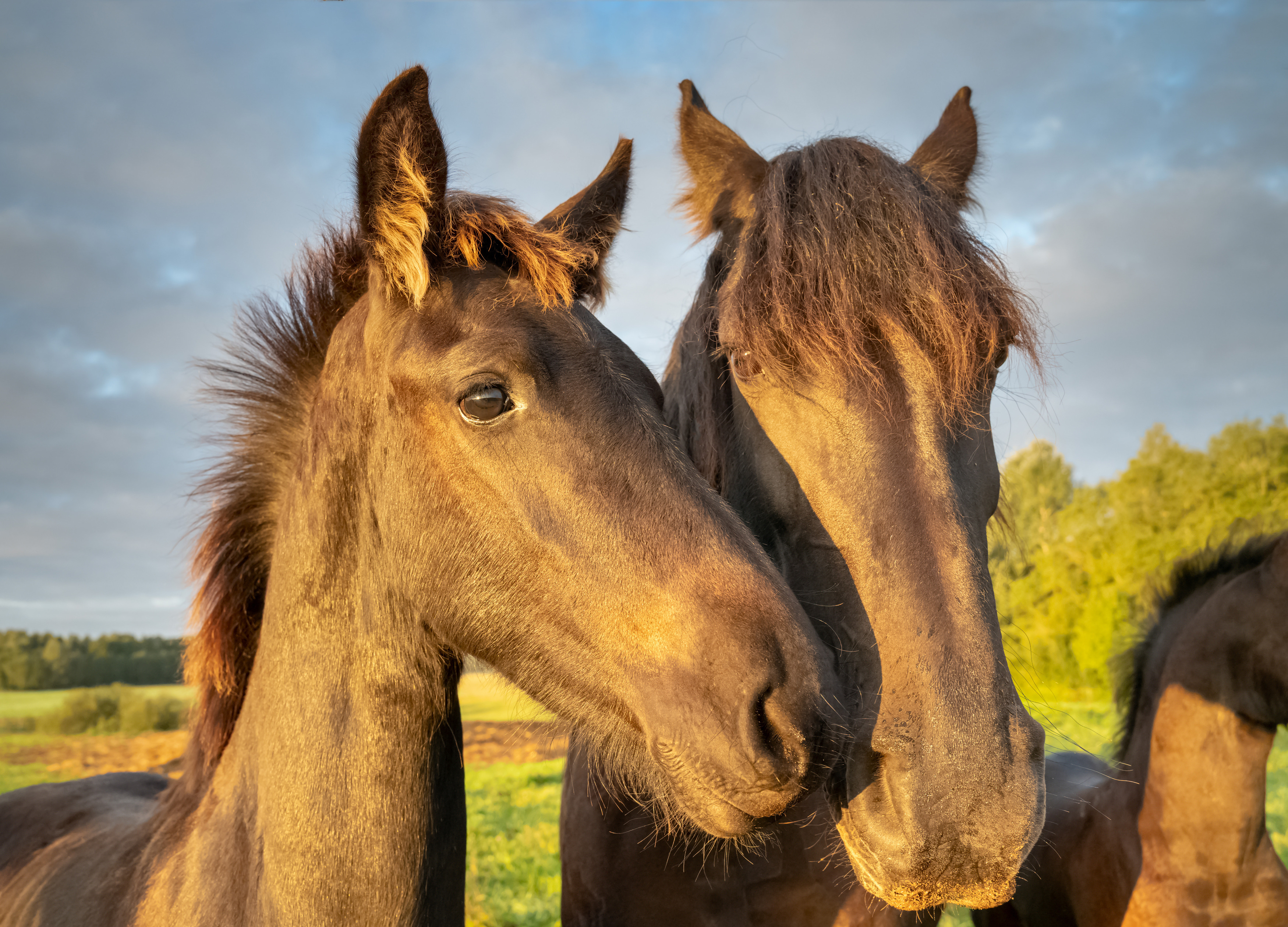 horses,morning,field, Eugenijus Rauduve
