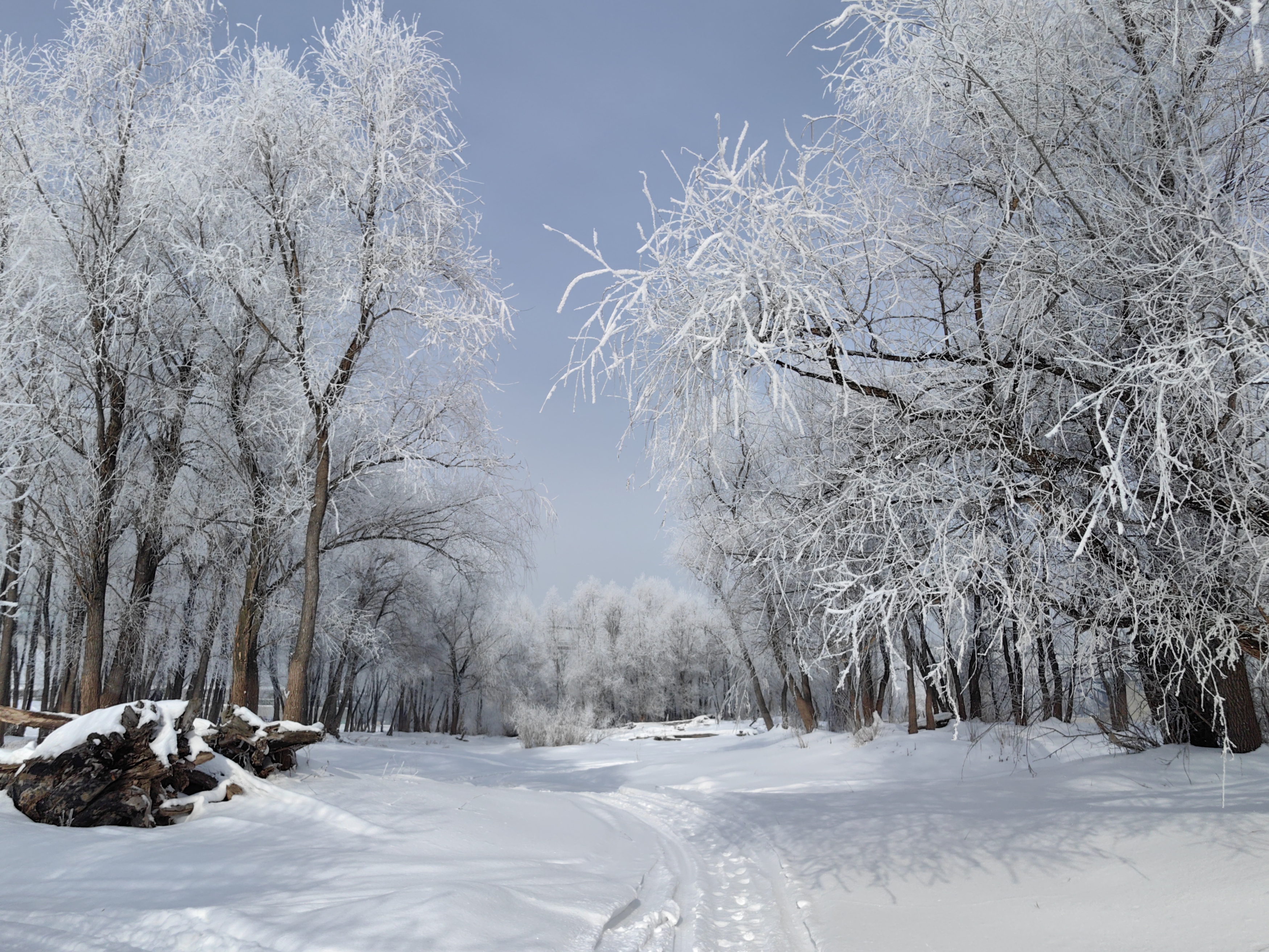 иней,деревья,зима, Козлова Галина