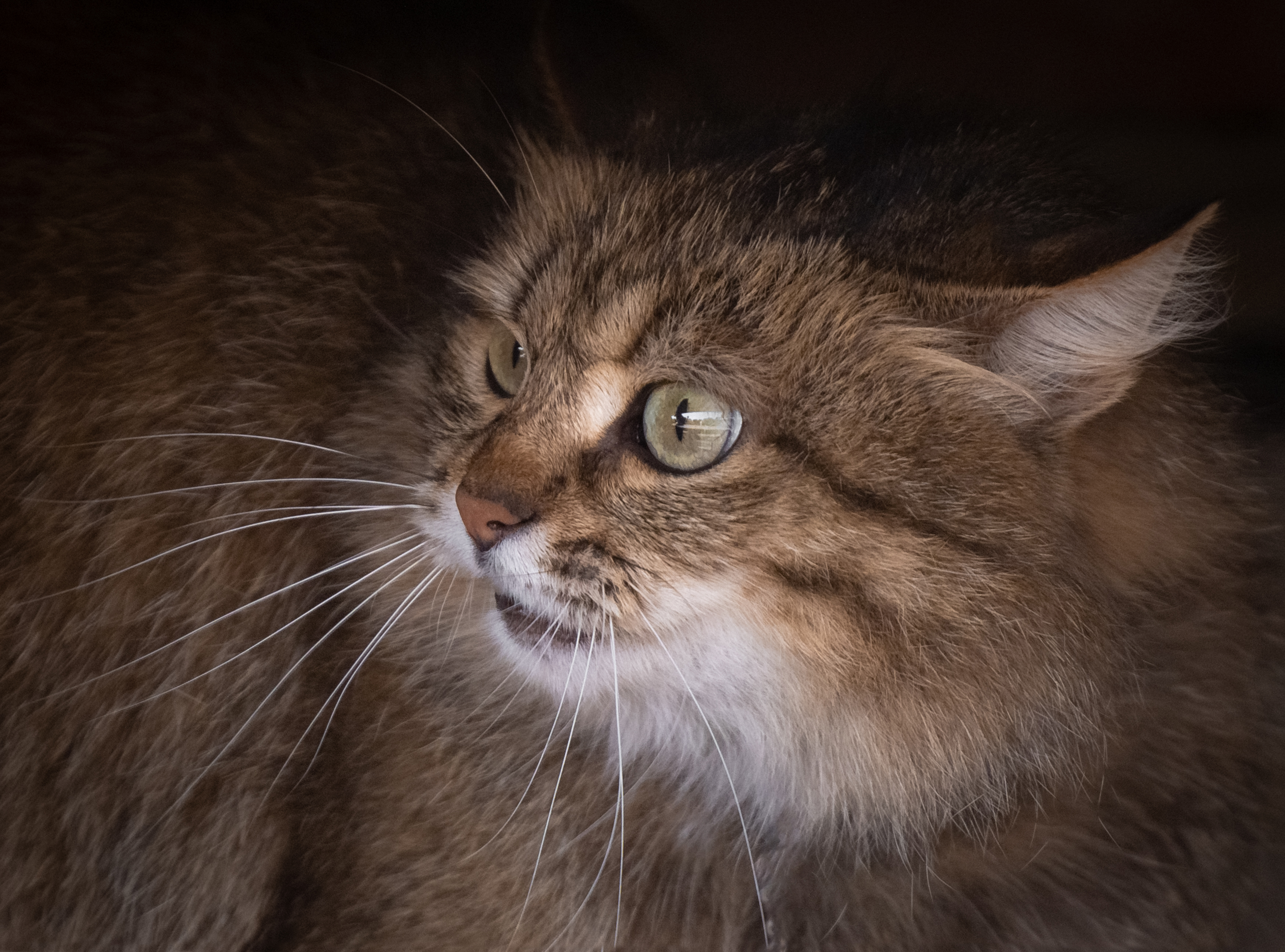 , Татьяна Тихомирова