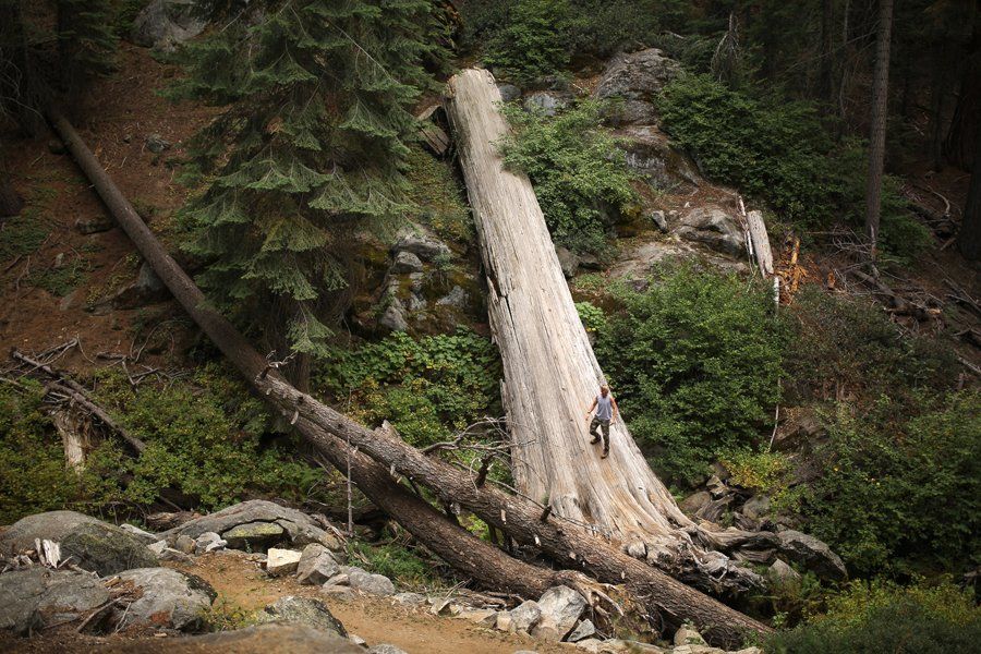 Sequoia, California, Бондарев Николай