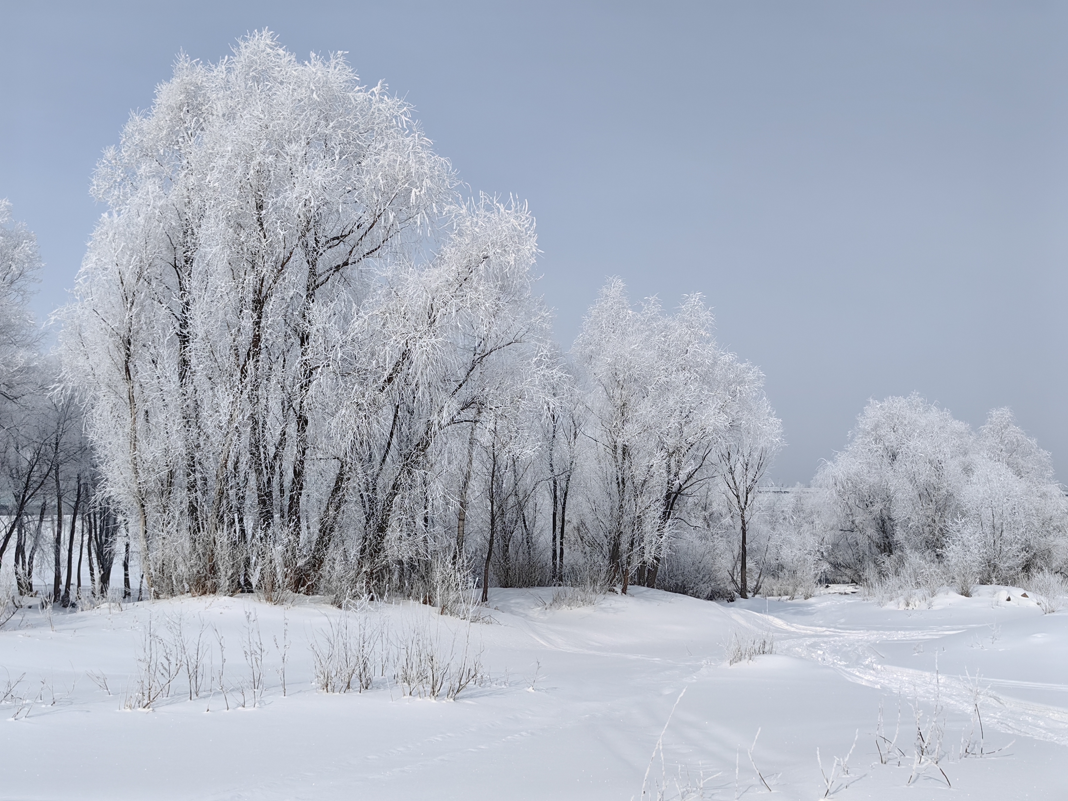 зима,февраль,деревья,иней, Козлова Галина
