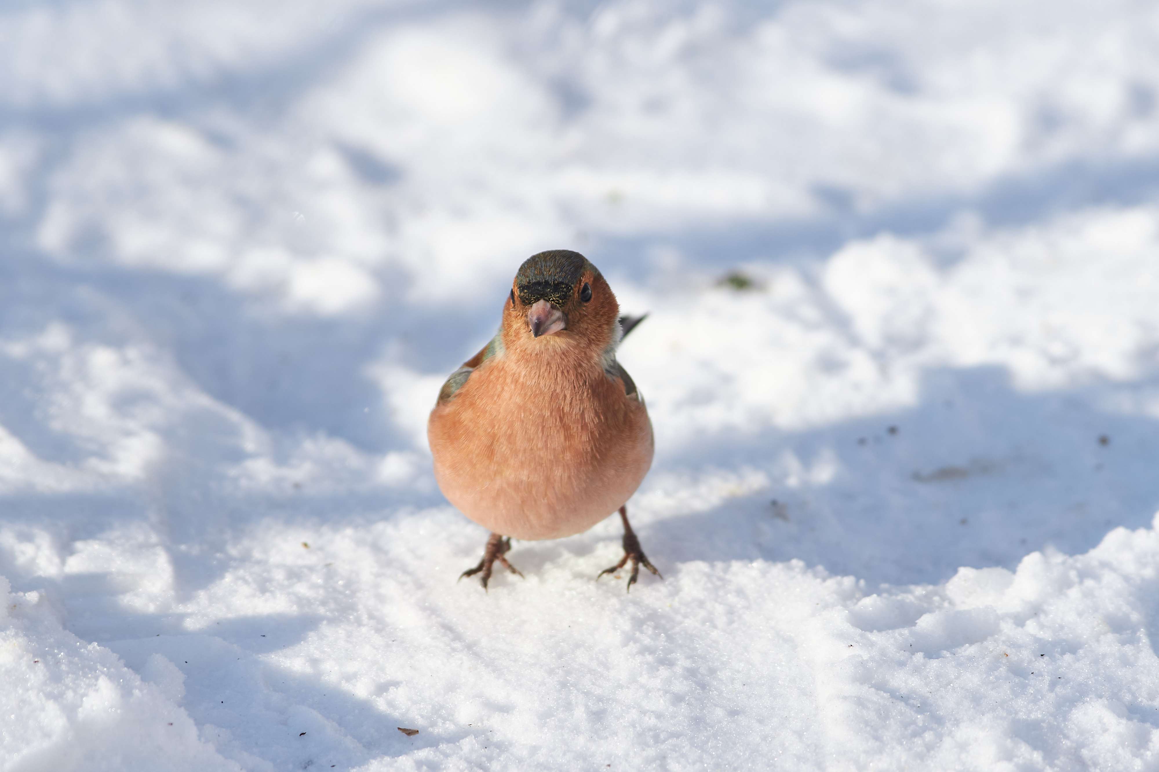 bird, birds, volgograd, russia, wildlife, , Павел Сторчилов