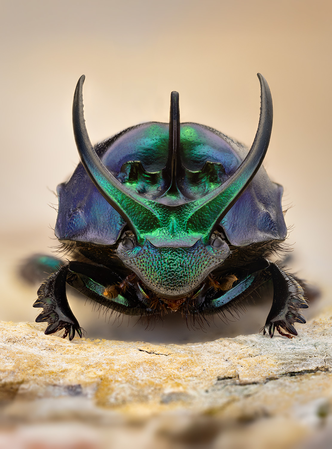 coleoptera, scarabaeidae, proagoderus schwaneri, навозник, mėšlavabalis, Eugenijus Kavaliauskas