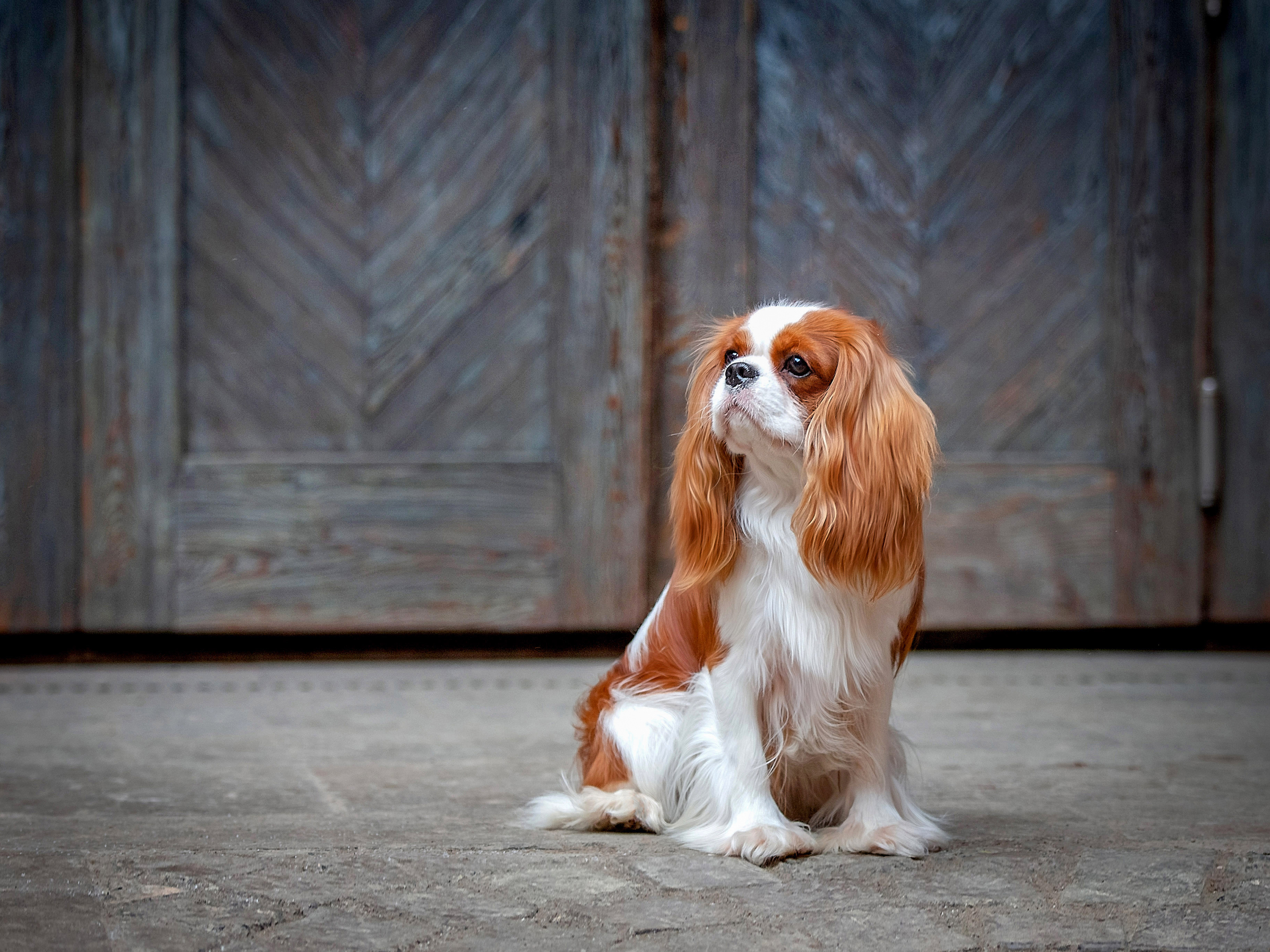 , Татьяна Тихомирова