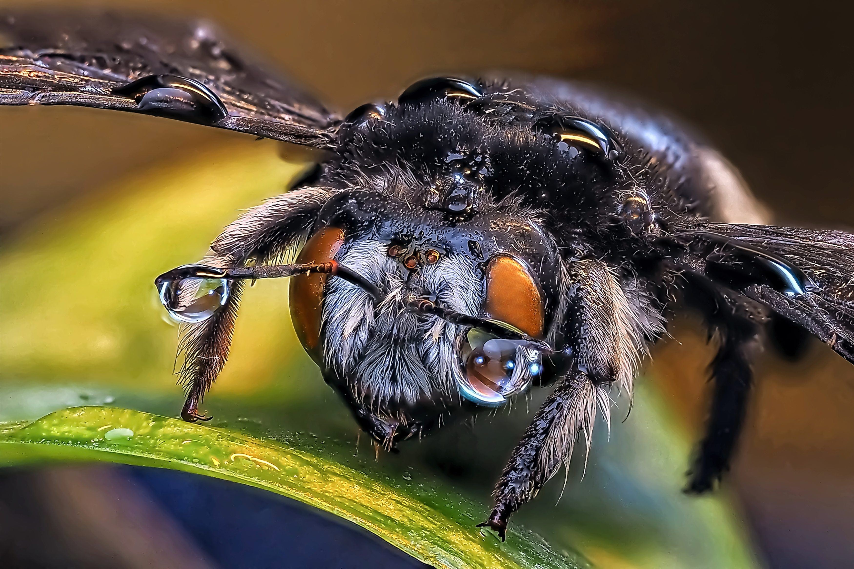 , Савчук Анатолий