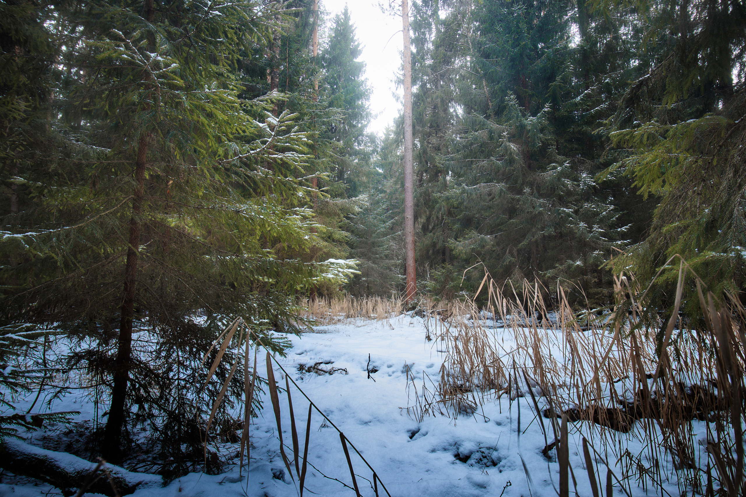 лес, зима, снег, Валерий Вождаев