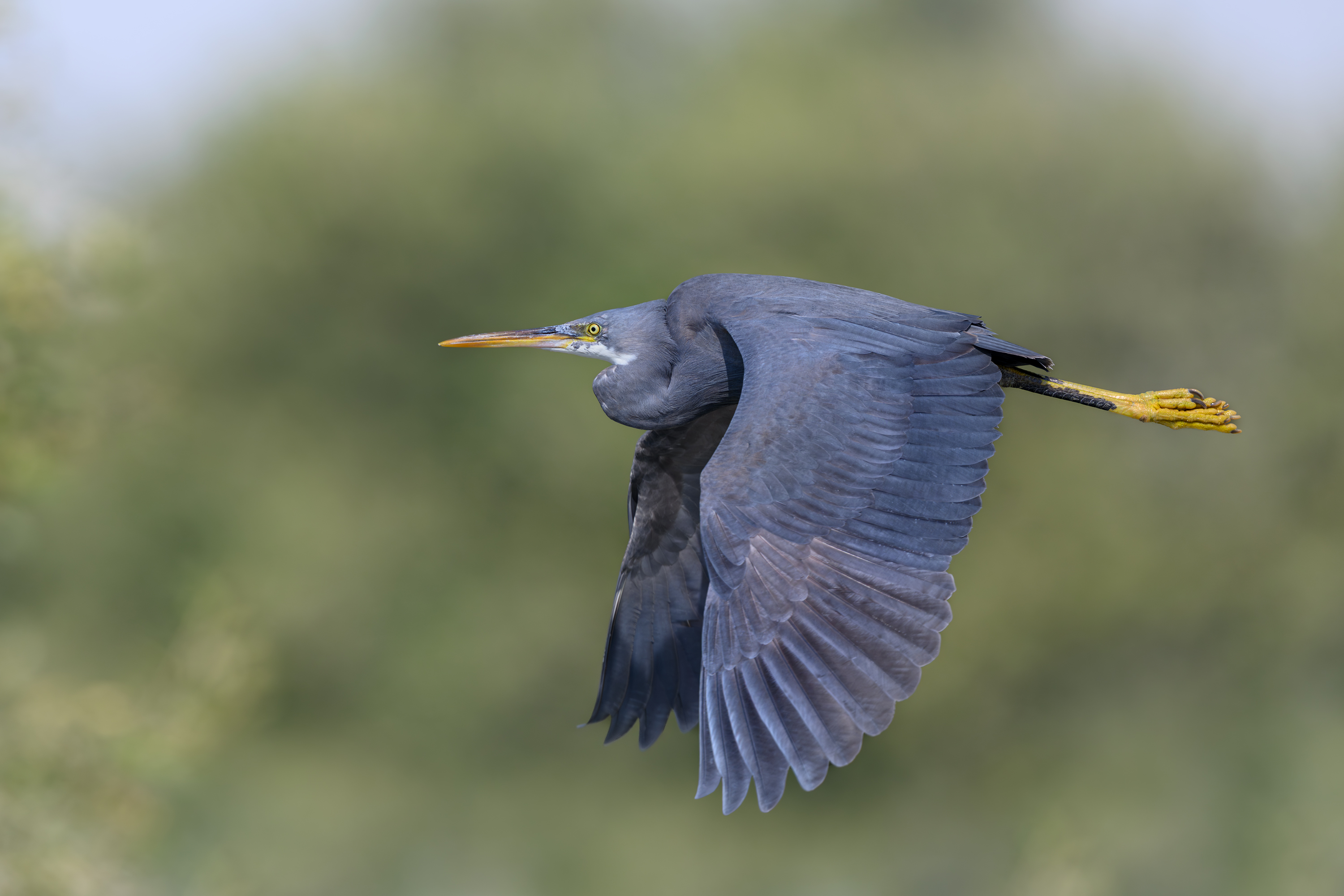 птица, фотоохота, цапля, природа, фауна, Vladimir Kulikov