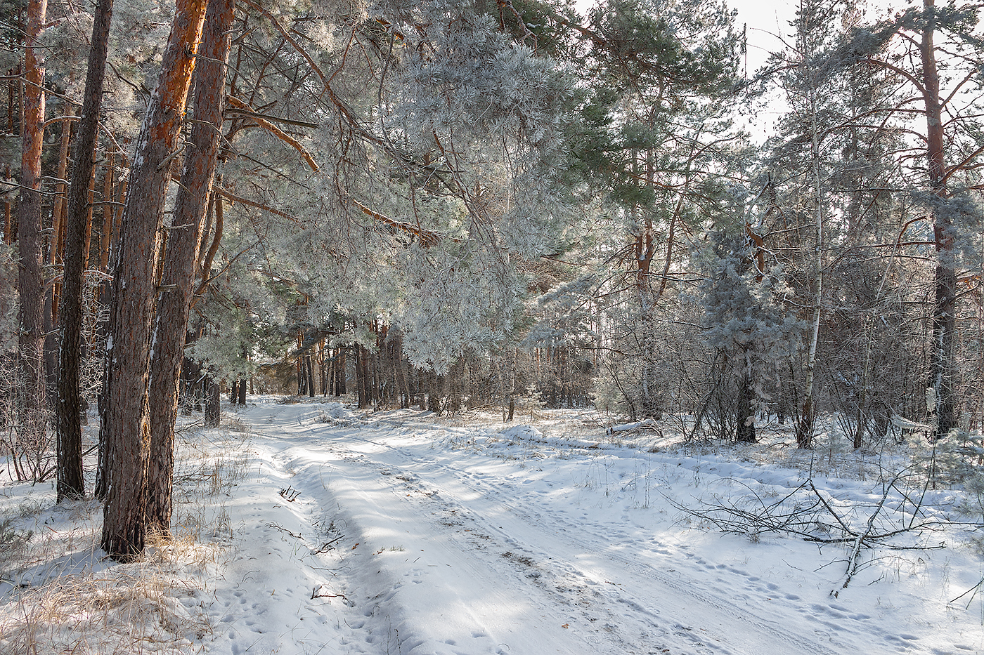лес, деревья, зима, иней, природа, Востриков Руслан