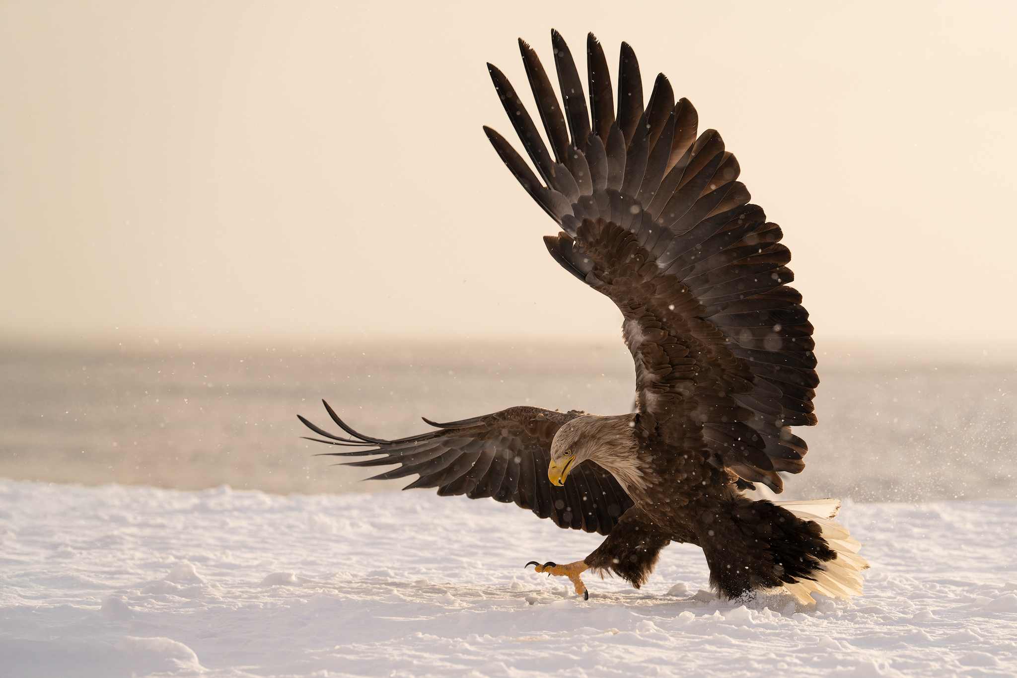 eagle, bird, Ch Natnattcha