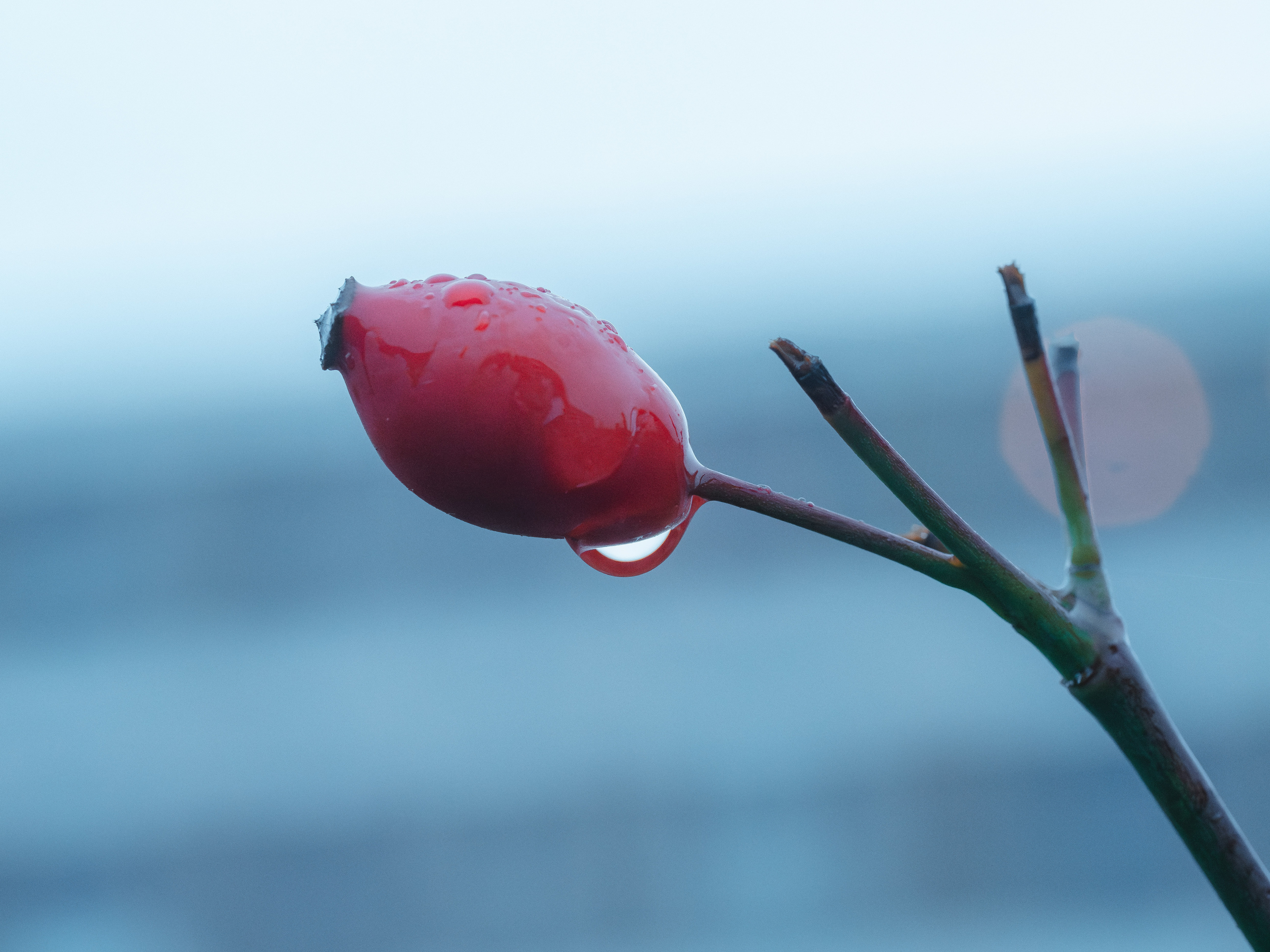 , Ирина Протченко