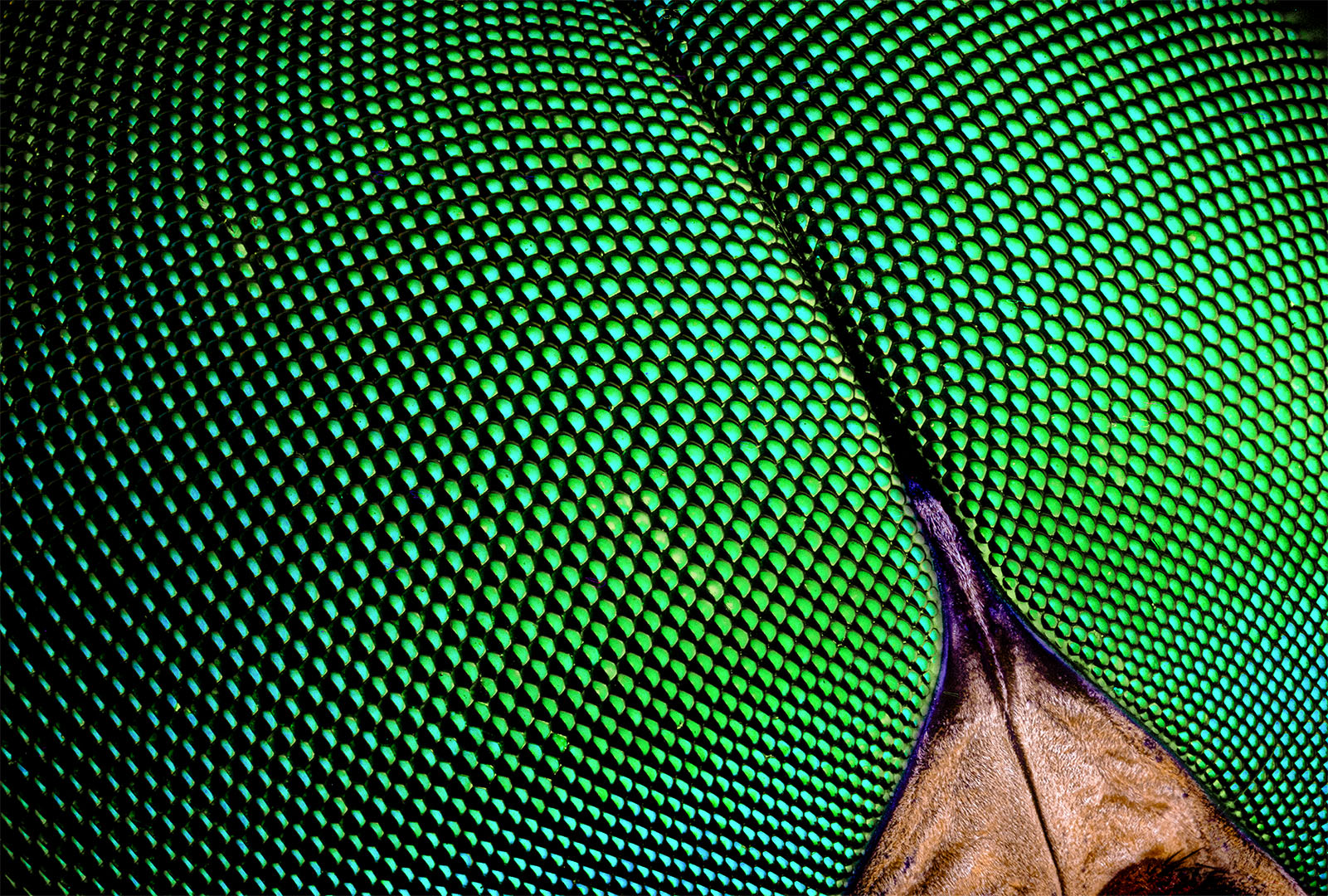 diptera, tabanus sudeticus, слепень, Eugenijus Kavaliauskas