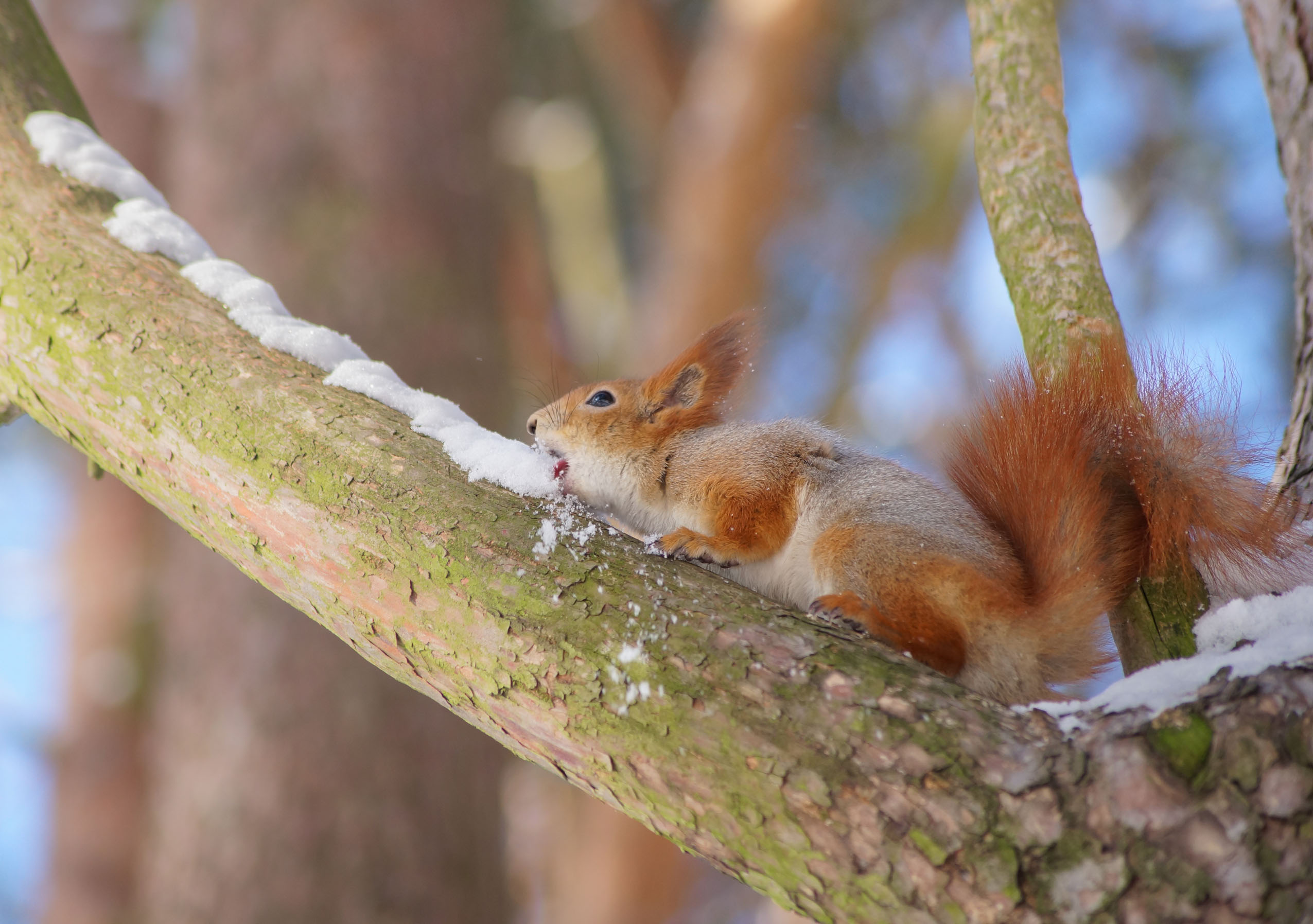 , Чепленко Алексей