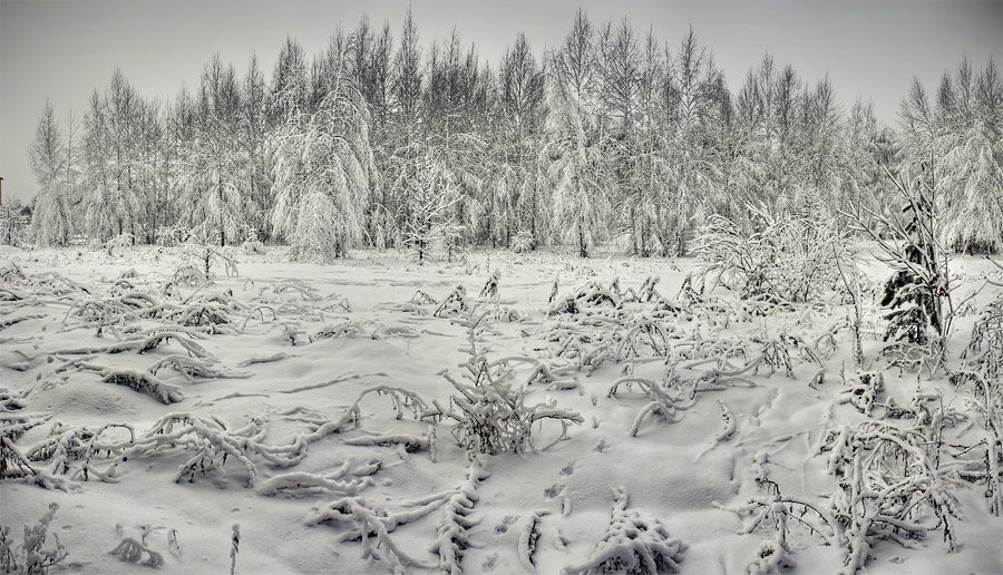 лес, снег, панорама, vurt