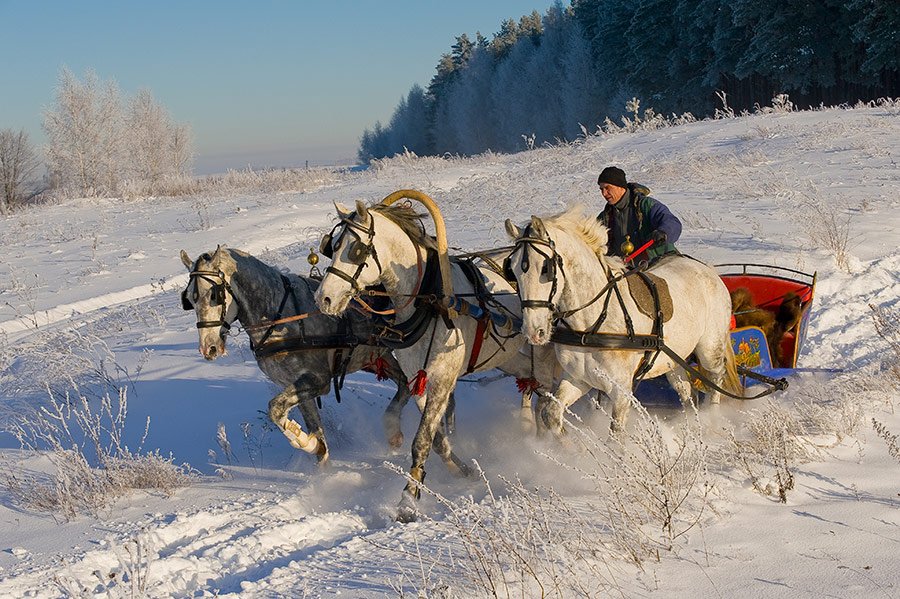 зима, мороз, лес, тройка, кони, снег, скорость, Андрей Алексеев