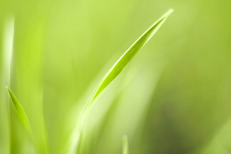 природа, сведжесть, весна, трава, зелёный, Александр Ёж