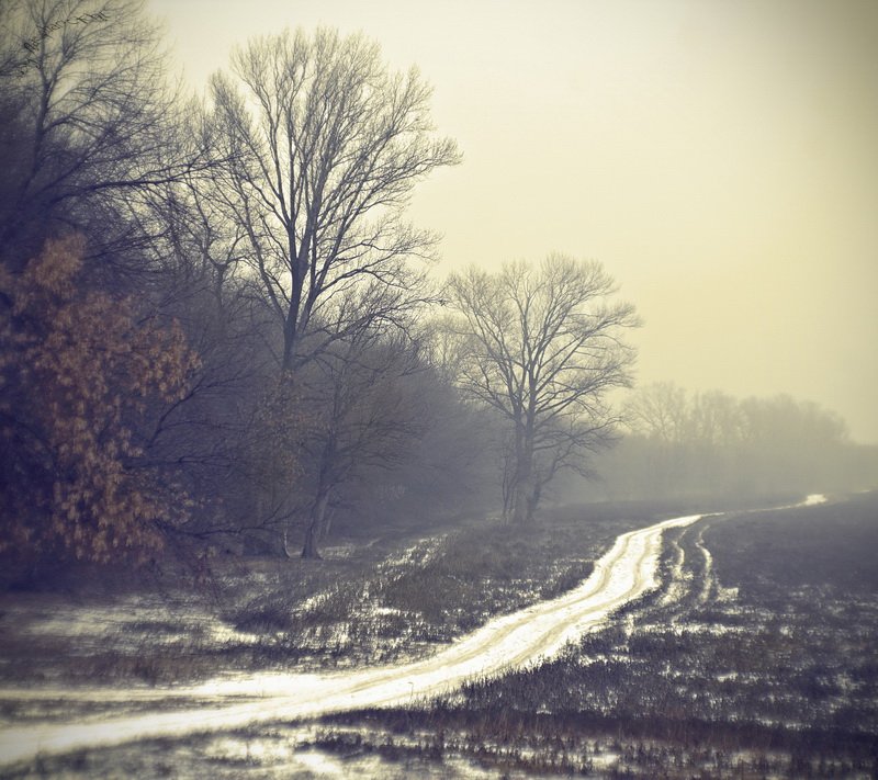 зима, деревья, шёпот, молчание, туман, дорога, тропинка, лес, волгоградская область, Кирилл Брага