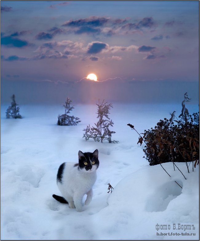 кошка, муся, снег, , , мороз, Boris Bort