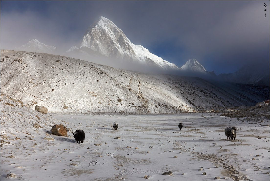 непал, гималаи, трек к бл эвереста, nepal, himalaya, trek to bc everest, пумо ри, pumo ri, кала паттар, kala patthar, Оксана Борц